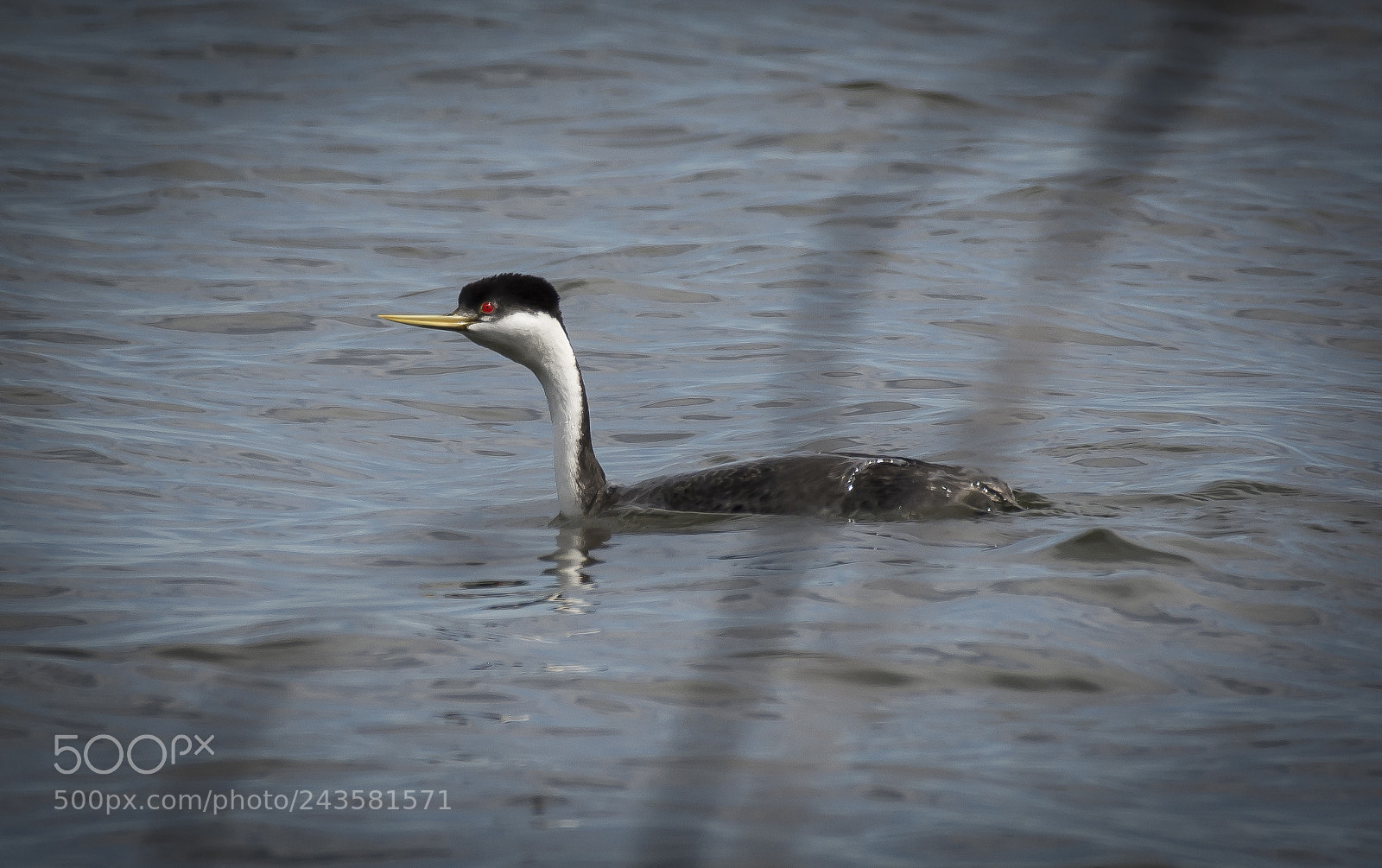 Nikon D7100 sample photo. Western grebe photography