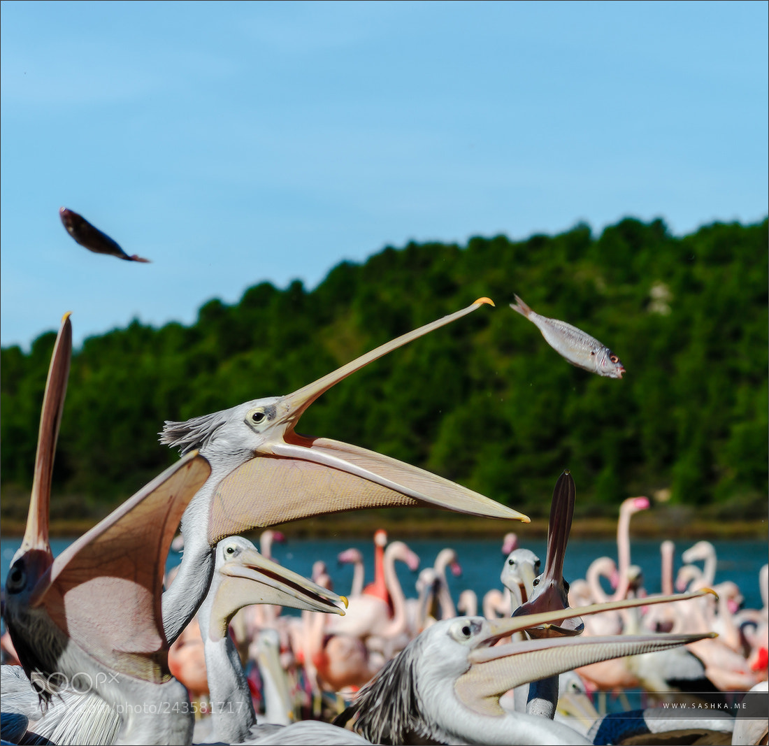 Sony Alpha a99 sample photo. Group of pelicans waiting photography