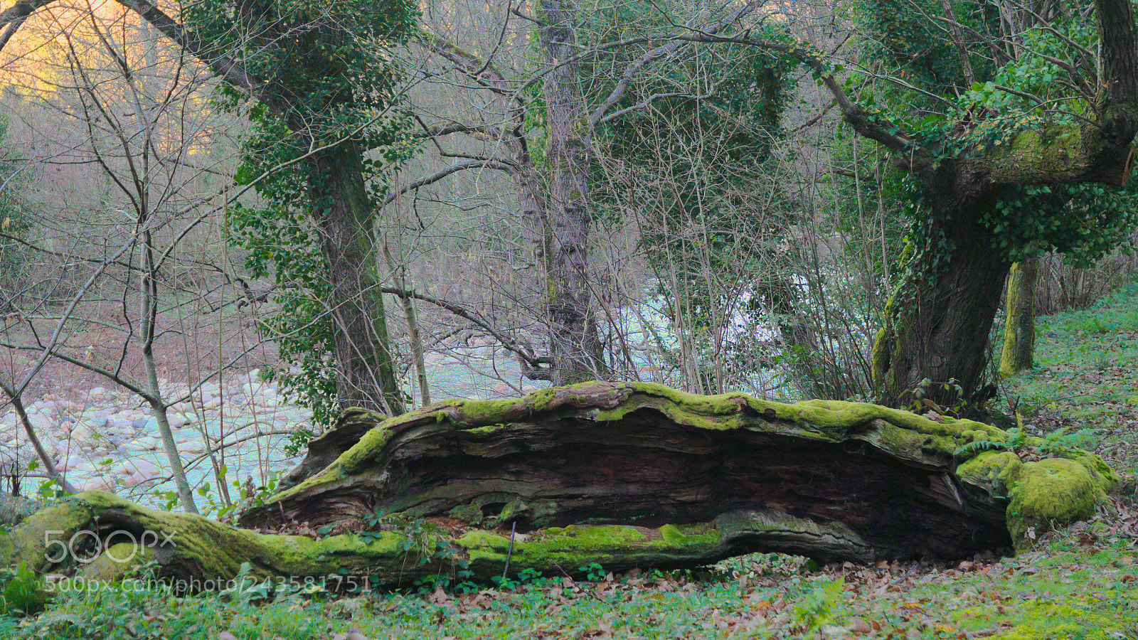Samsung NX3000 sample photo. Tree photography