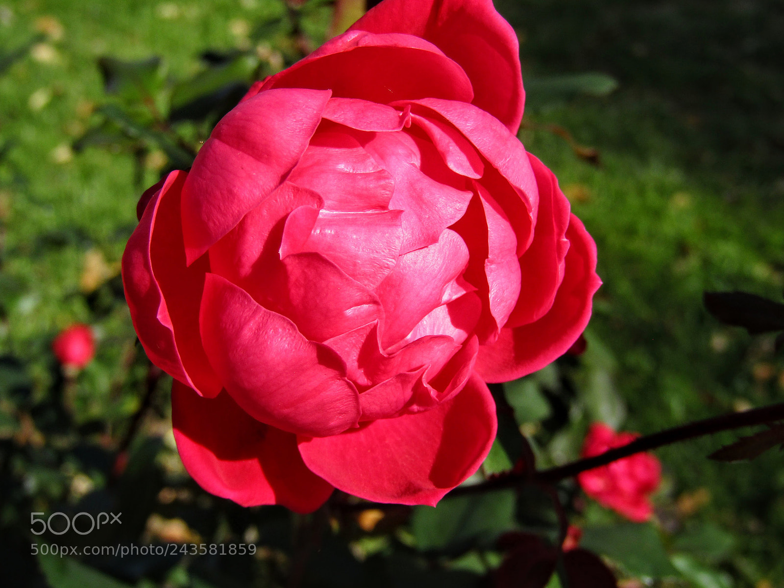 Canon PowerShot SX410 IS sample photo. Royal sunset rose photography