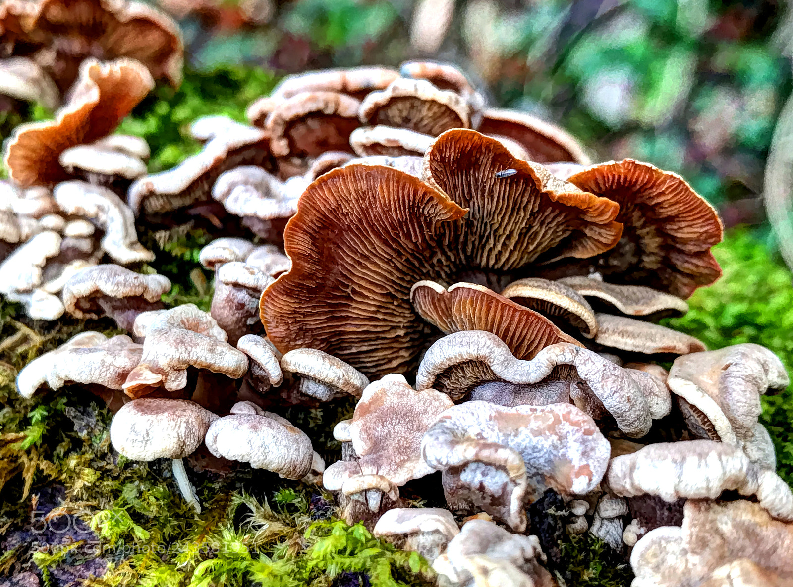 Apple iPhone 7 Plus sample photo. Fungi photography