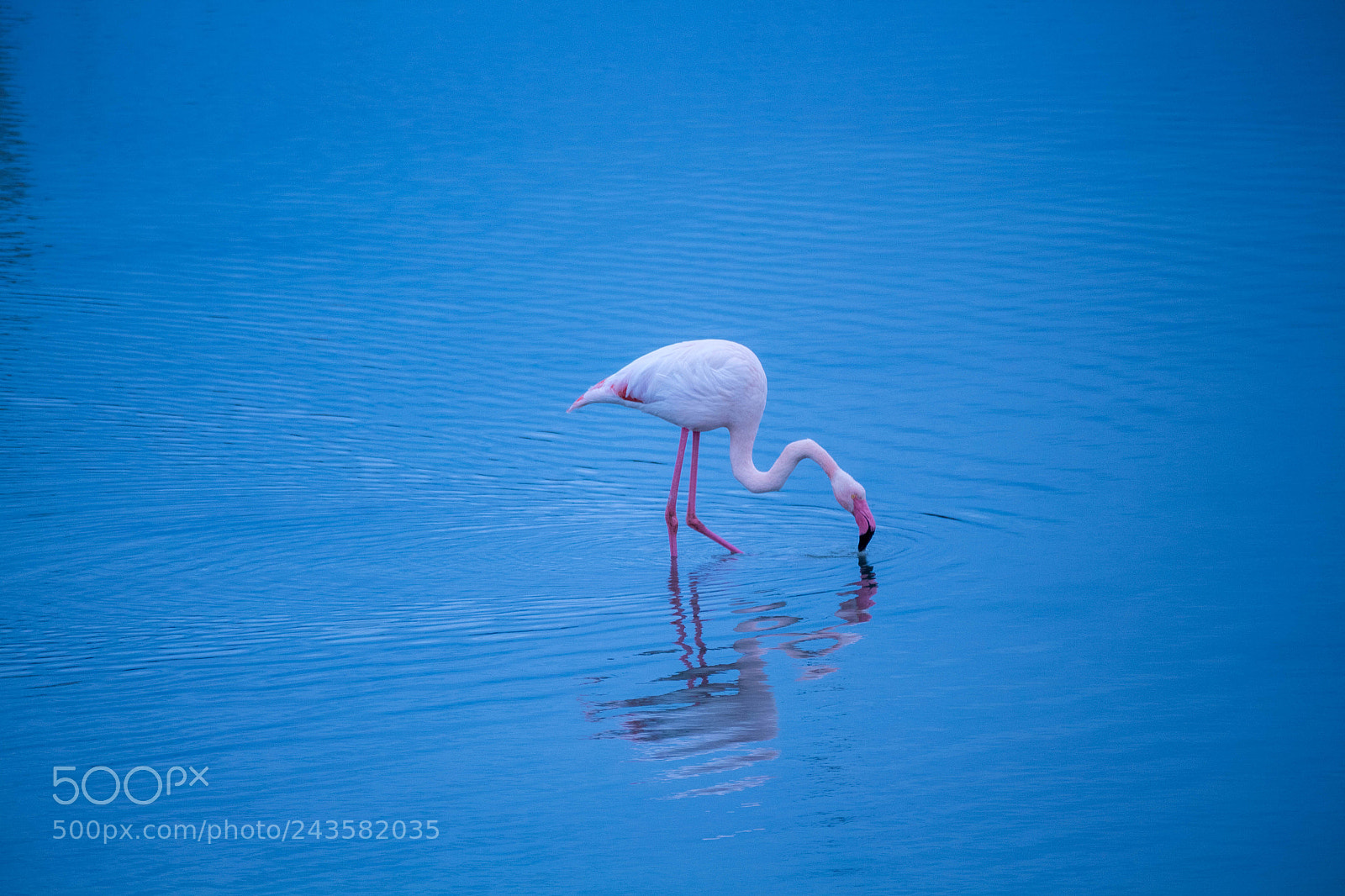 Canon EOS M10 sample photo. Pink flamingo photography