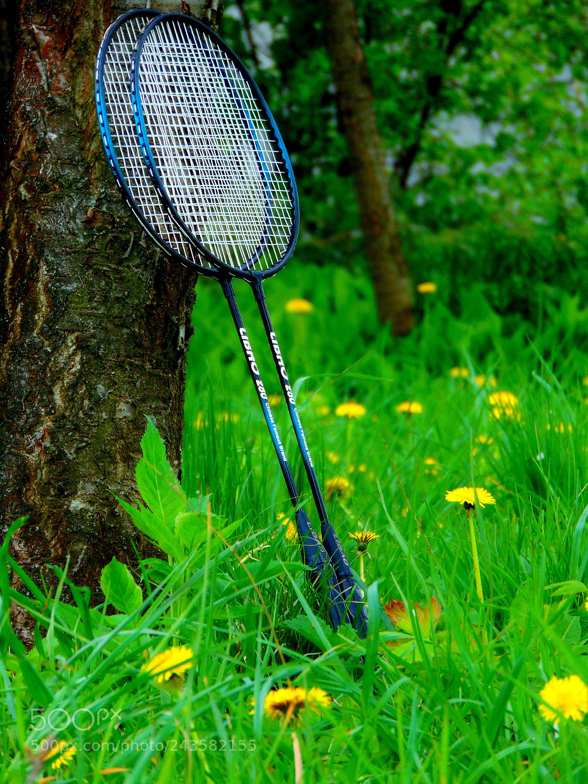 Sony Cyber-shot DSC-H300 sample photo. Untitled photography