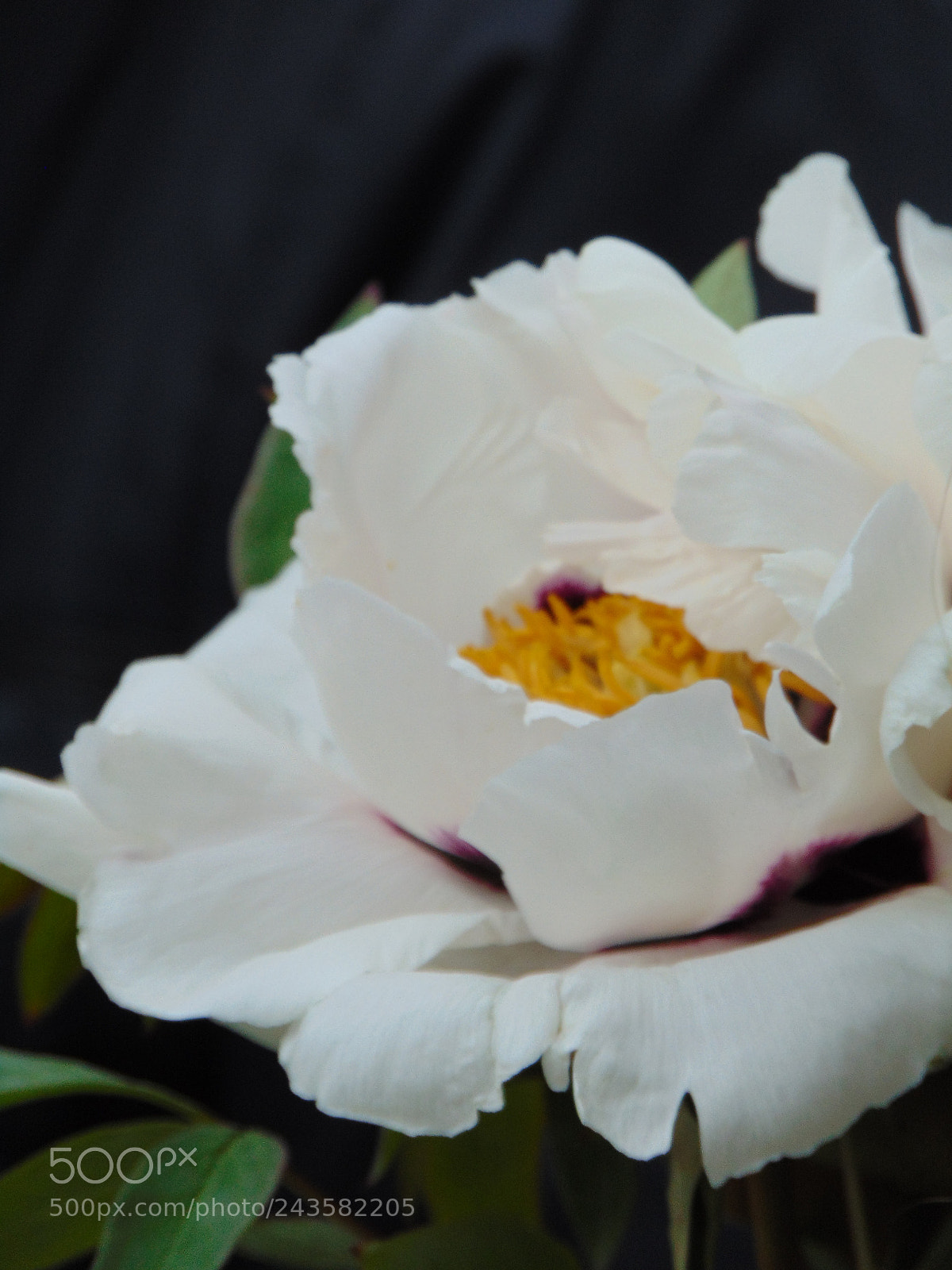Sony Cyber-shot DSC-H300 sample photo. Untitled photography