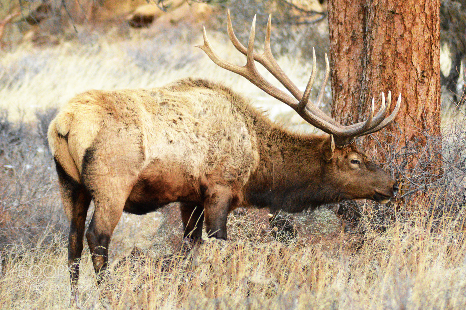 Nikon D3200 sample photo. Elk photography