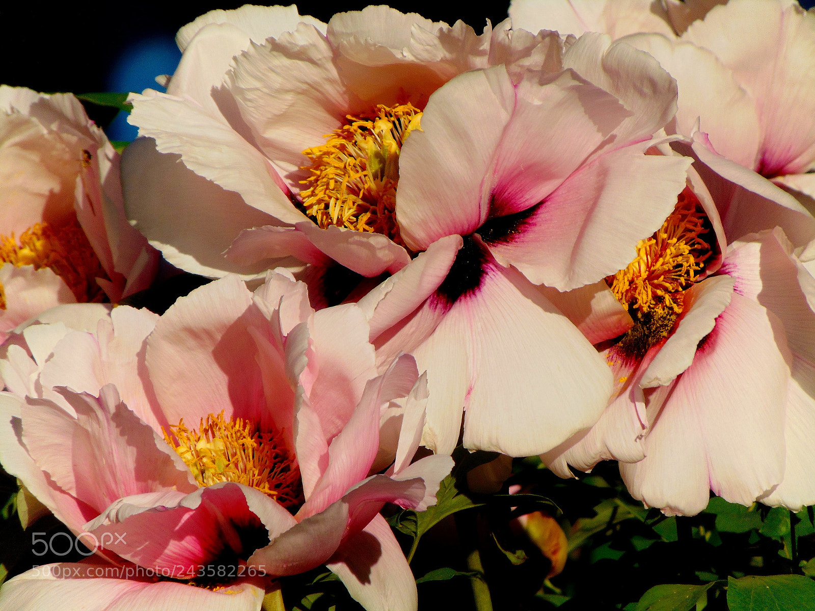 Sony Cyber-shot DSC-H300 sample photo. Untitled photography