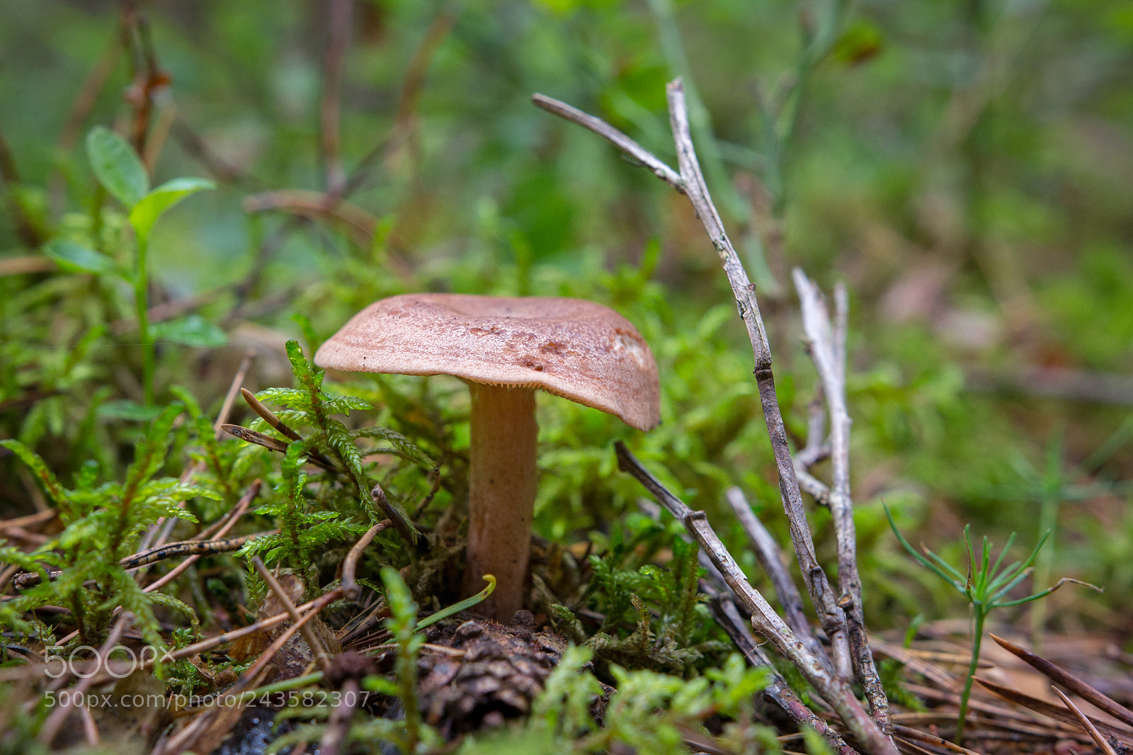 Canon EOS 60D sample photo. Mushroom photography