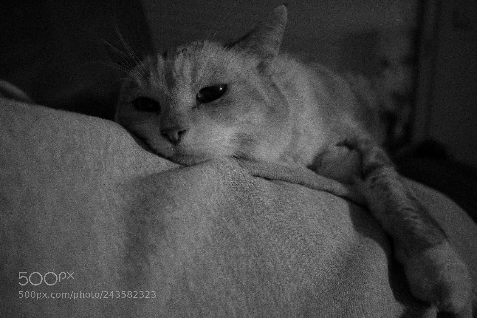 Canon EOS M10 sample photo. Dreaming cat photography