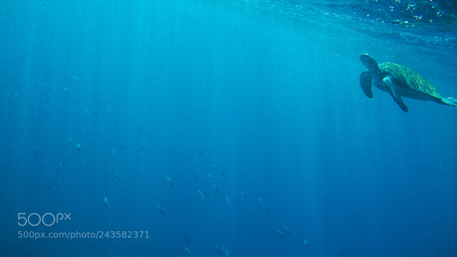 Fujifilm X-T10 sample photo. Underwater world photography