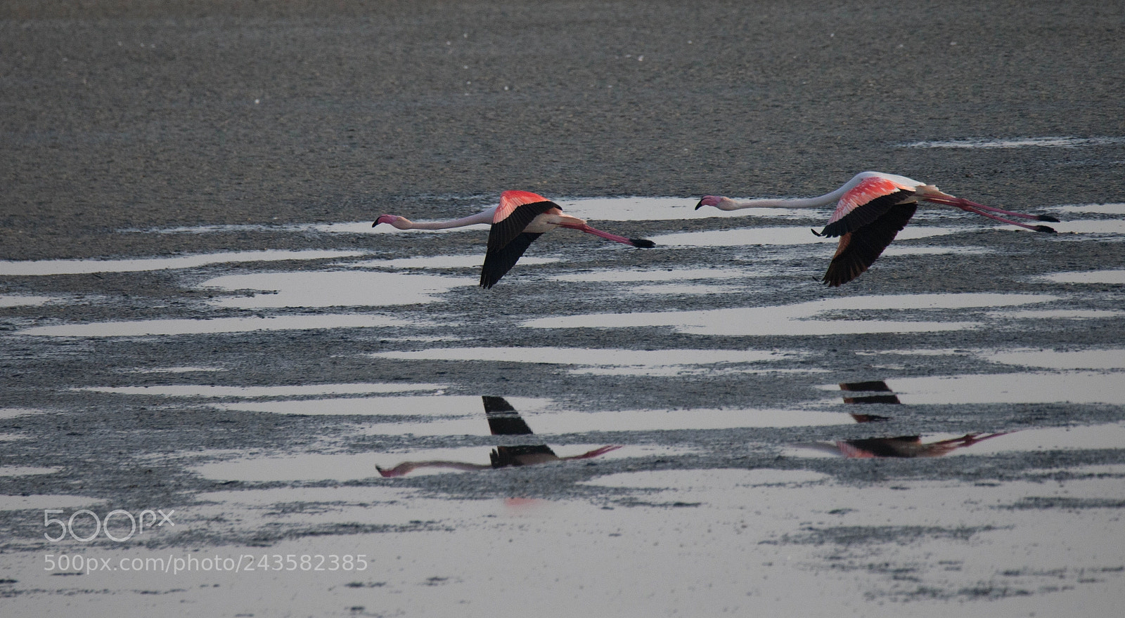 Nikon D610 sample photo. Winged migration photography