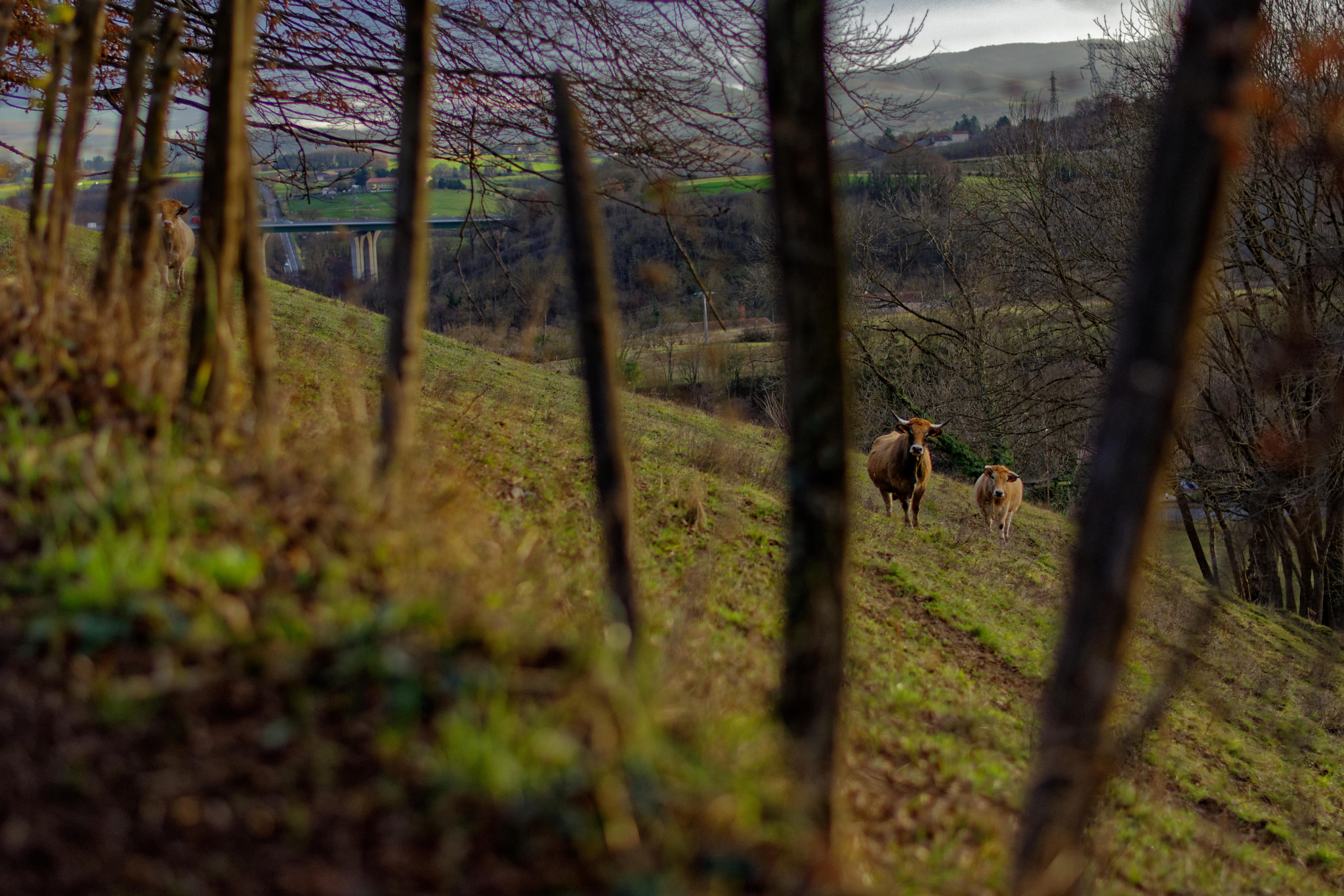 Nikon D7200 + Nikon AF-S Nikkor 50mm F1.8G sample photo. Be cows ! photography