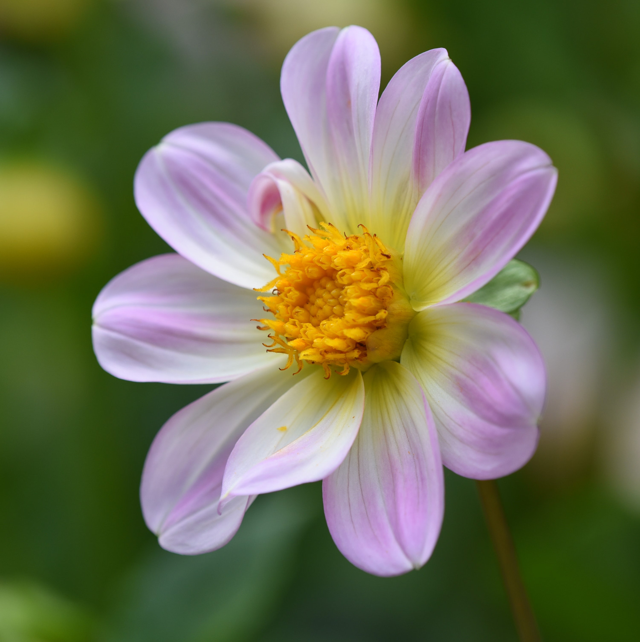 Nikon D750 + Nikon AF Micro-Nikkor 200mm F4D ED-IF sample photo. Pink and yellow flower photography