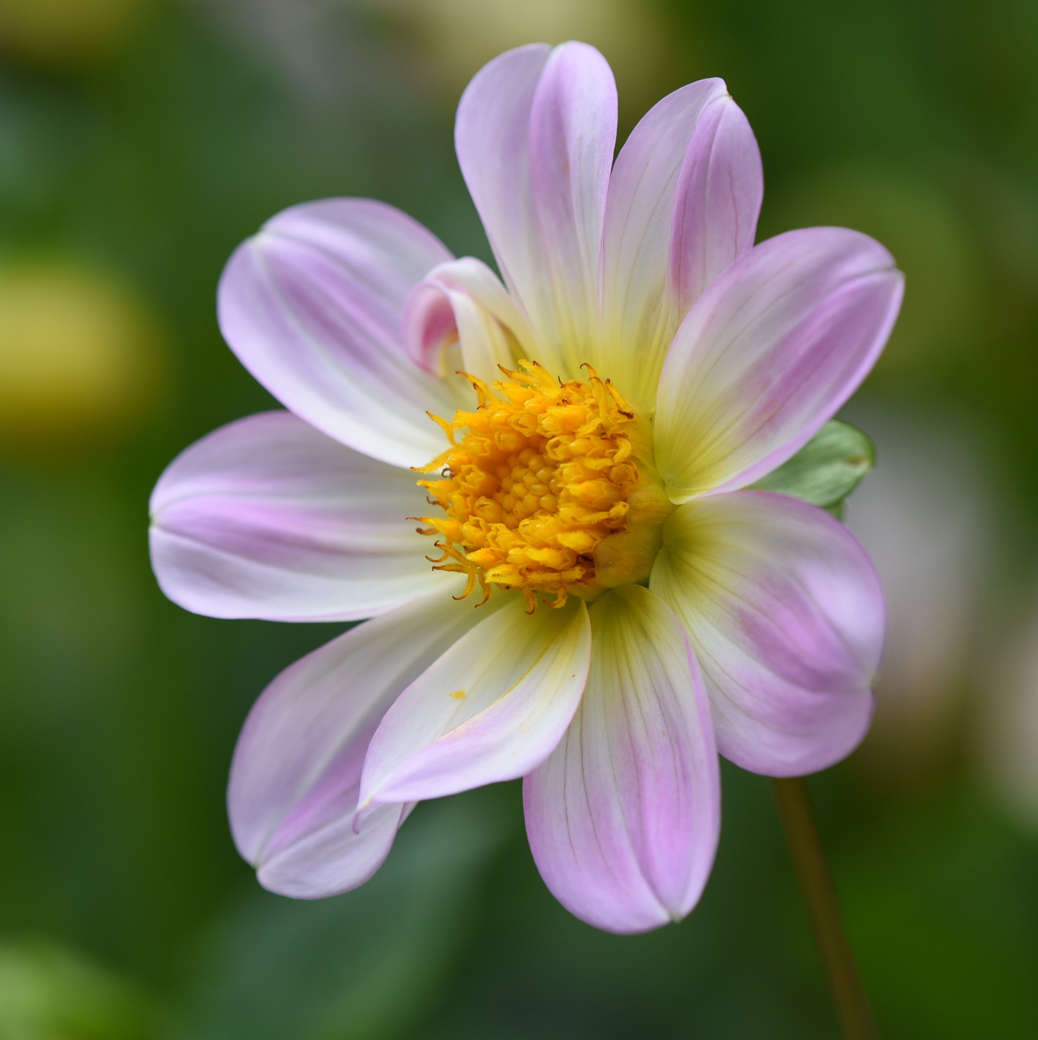 Nikon AF Micro-Nikkor 200mm F4D ED-IF sample photo. Pink and yellow flower photography