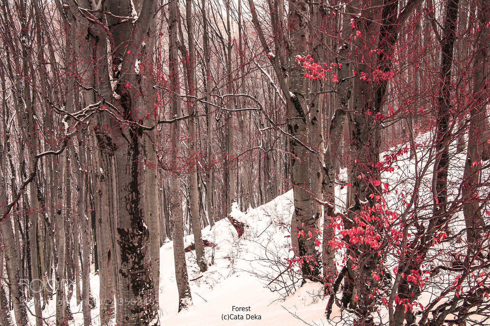 Nikon D90 sample photo. Forest photography