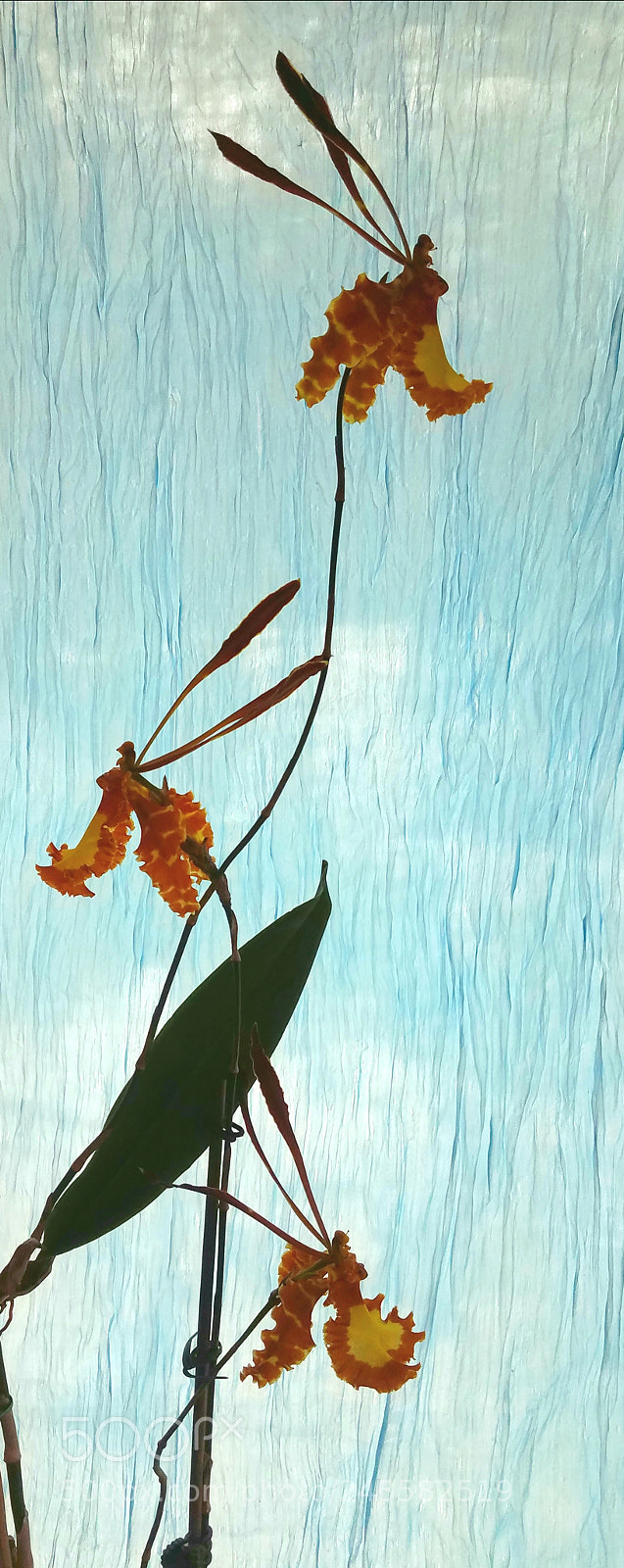 Samsung Galaxy S7 sample photo. Psychopsis mariposa photography