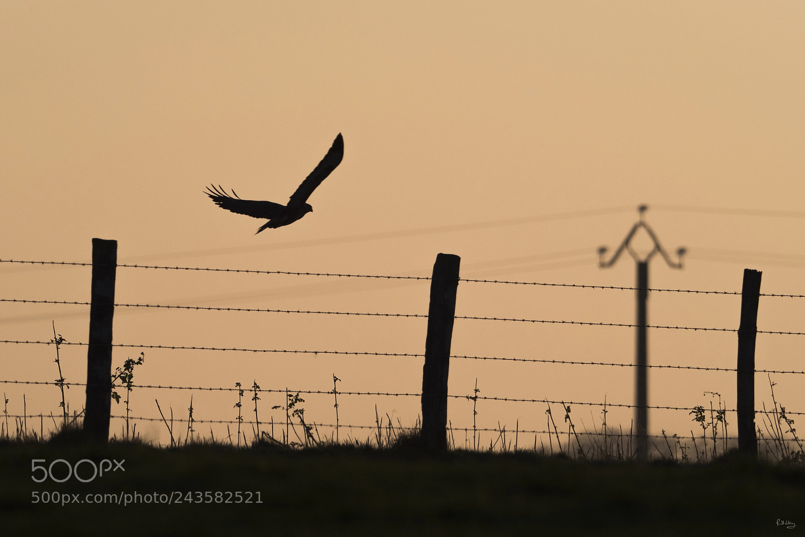 Olympus OM-D E-M1 Mark II sample photo. Buse du soir photography