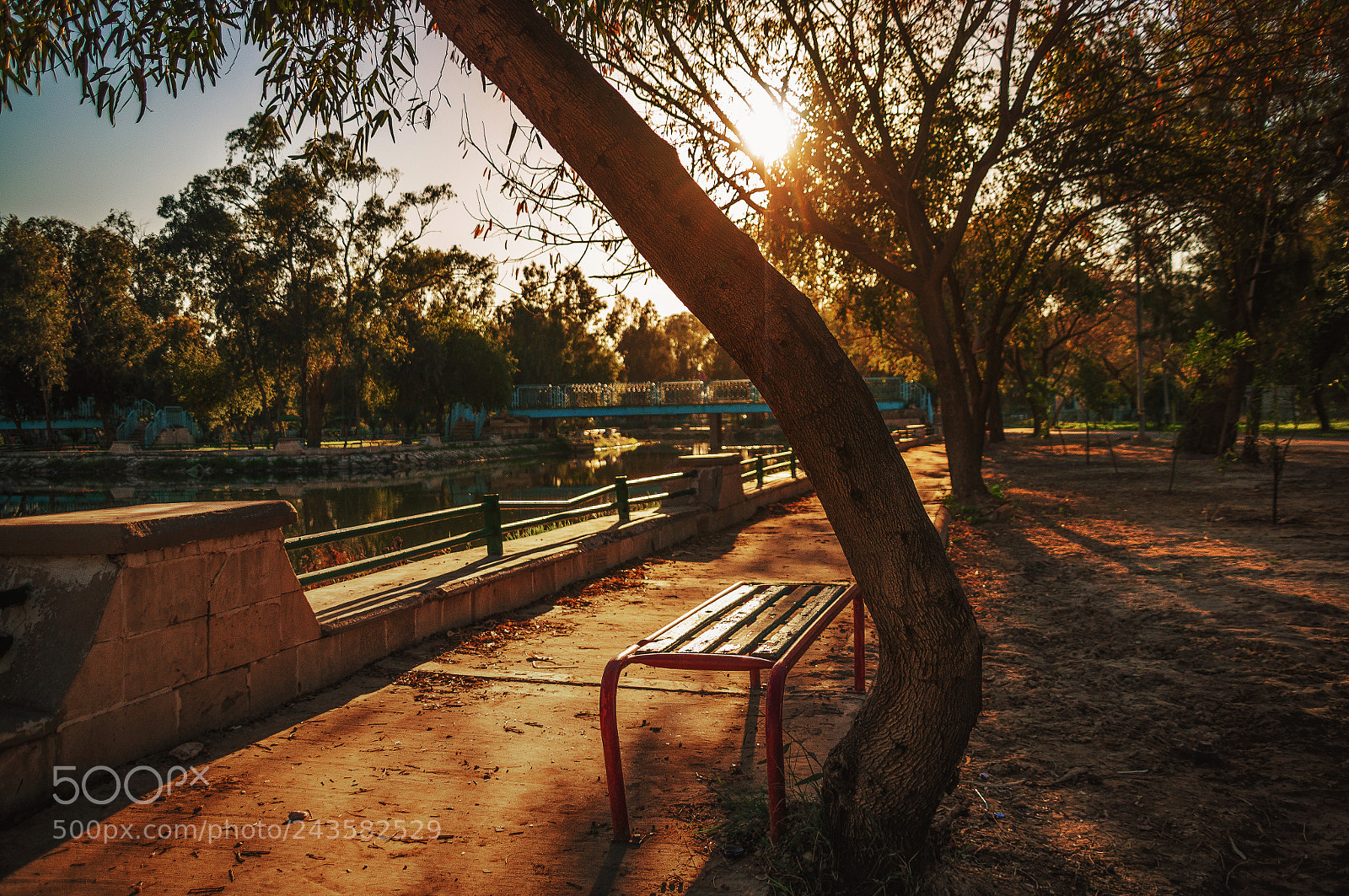 Sony SLT-A57 sample photo. Shooting against the sun photography