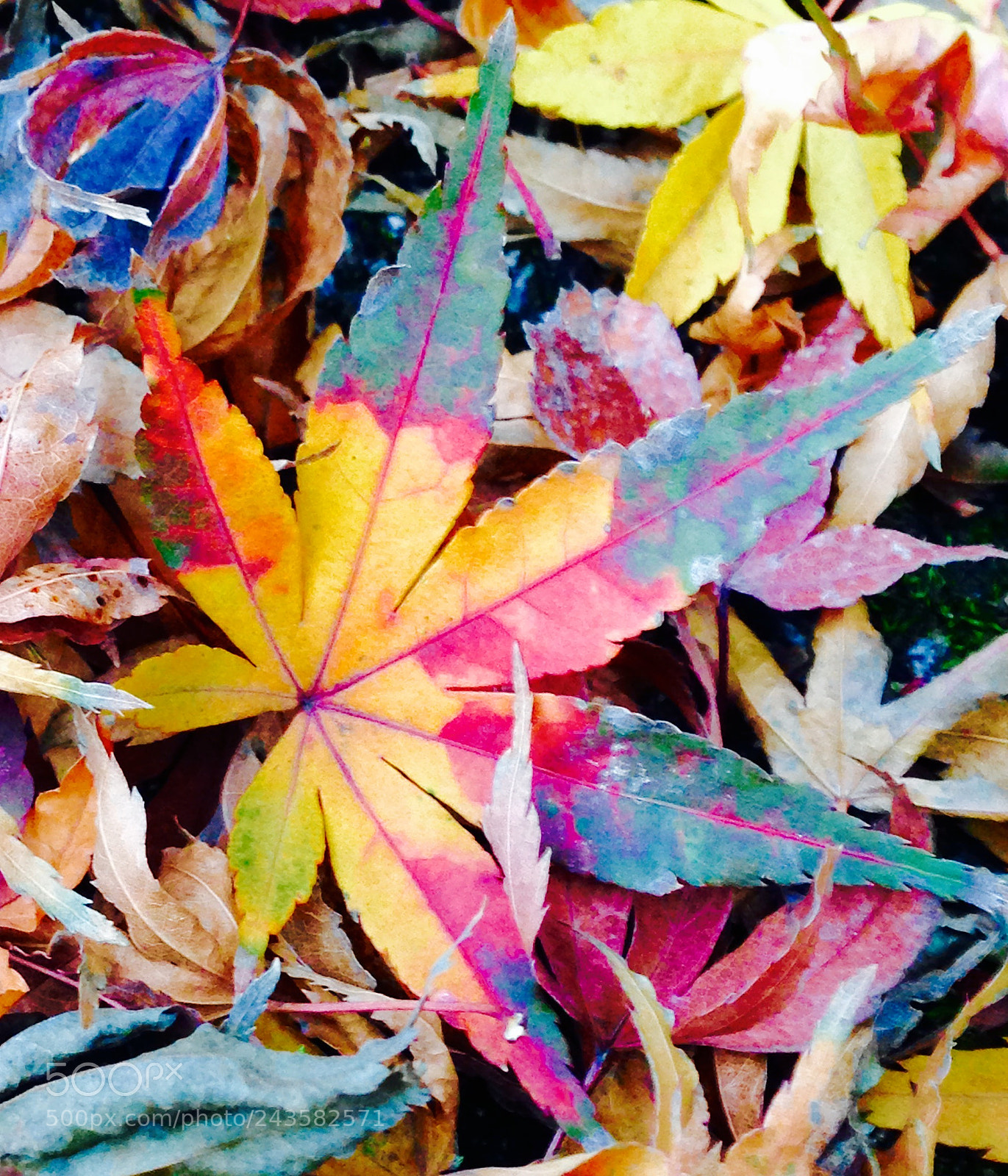 Apple iPhone 5c sample photo. Leaves photography