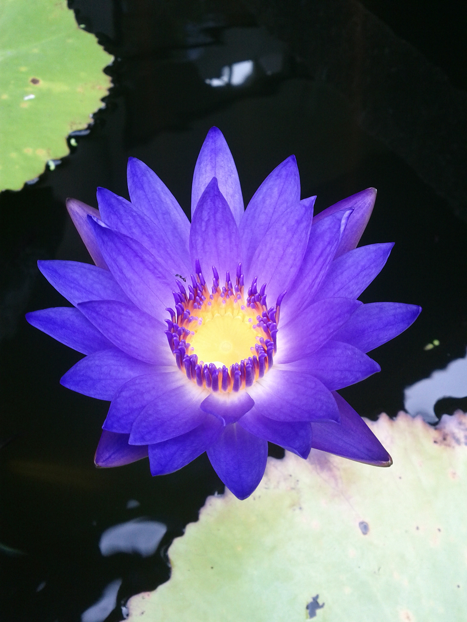 Google Nexus S sample photo. Lotus and the lilipads photography
