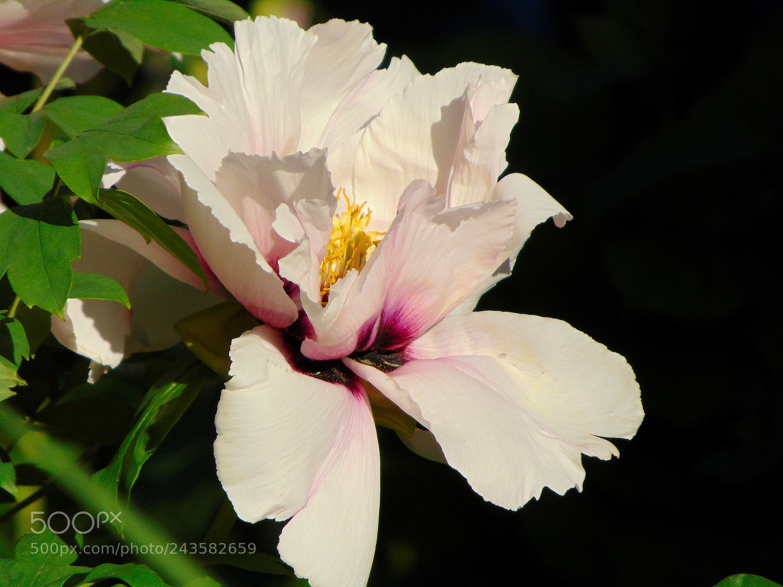 Sony Cyber-shot DSC-H300 sample photo. Untitled photography