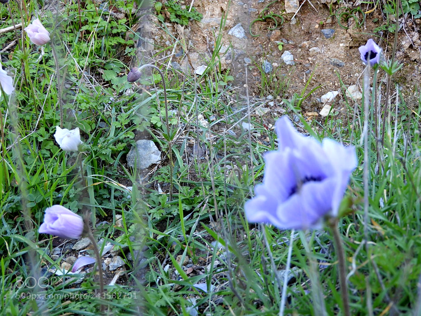 Nikon Coolpix B700 sample photo. Milos island greece photography