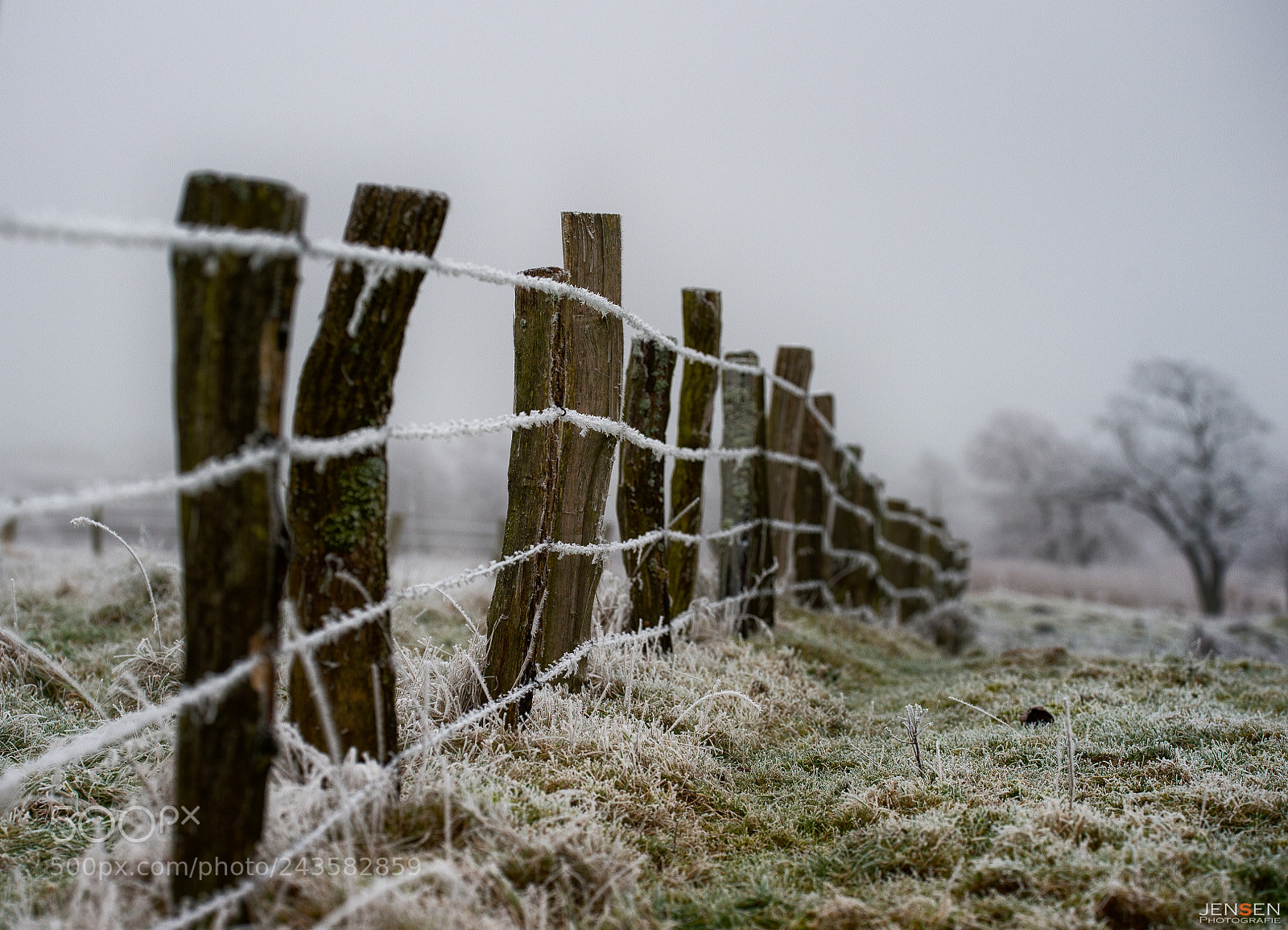 Nikon D4S sample photo. The frozen fence photography
