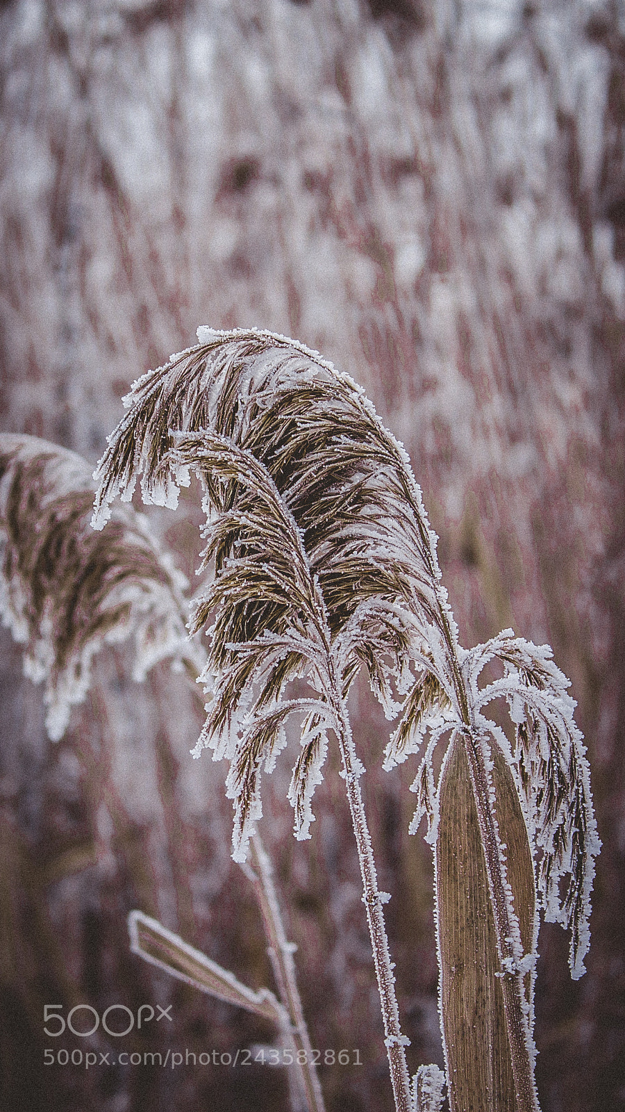 Canon EOS 1100D (EOS Rebel T3 / EOS Kiss X50) sample photo. Frozen life photography