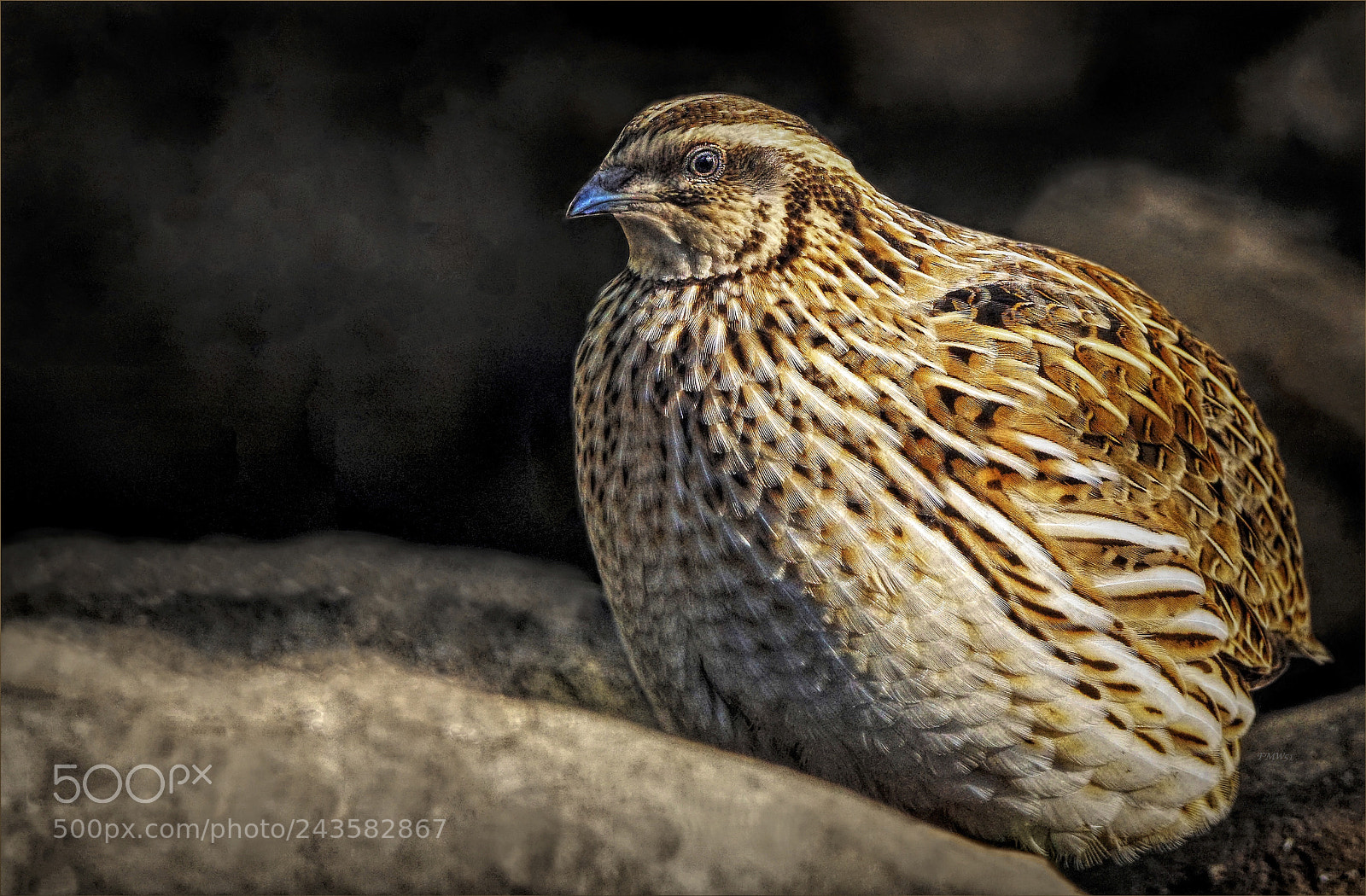 Sony ILCA-77M2 sample photo. Portrait en profile of photography