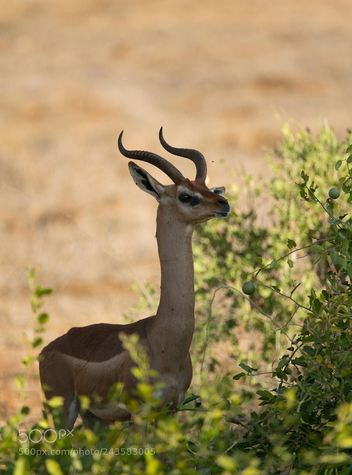 Sony a99 II sample photo. Giraffe gazelle photography