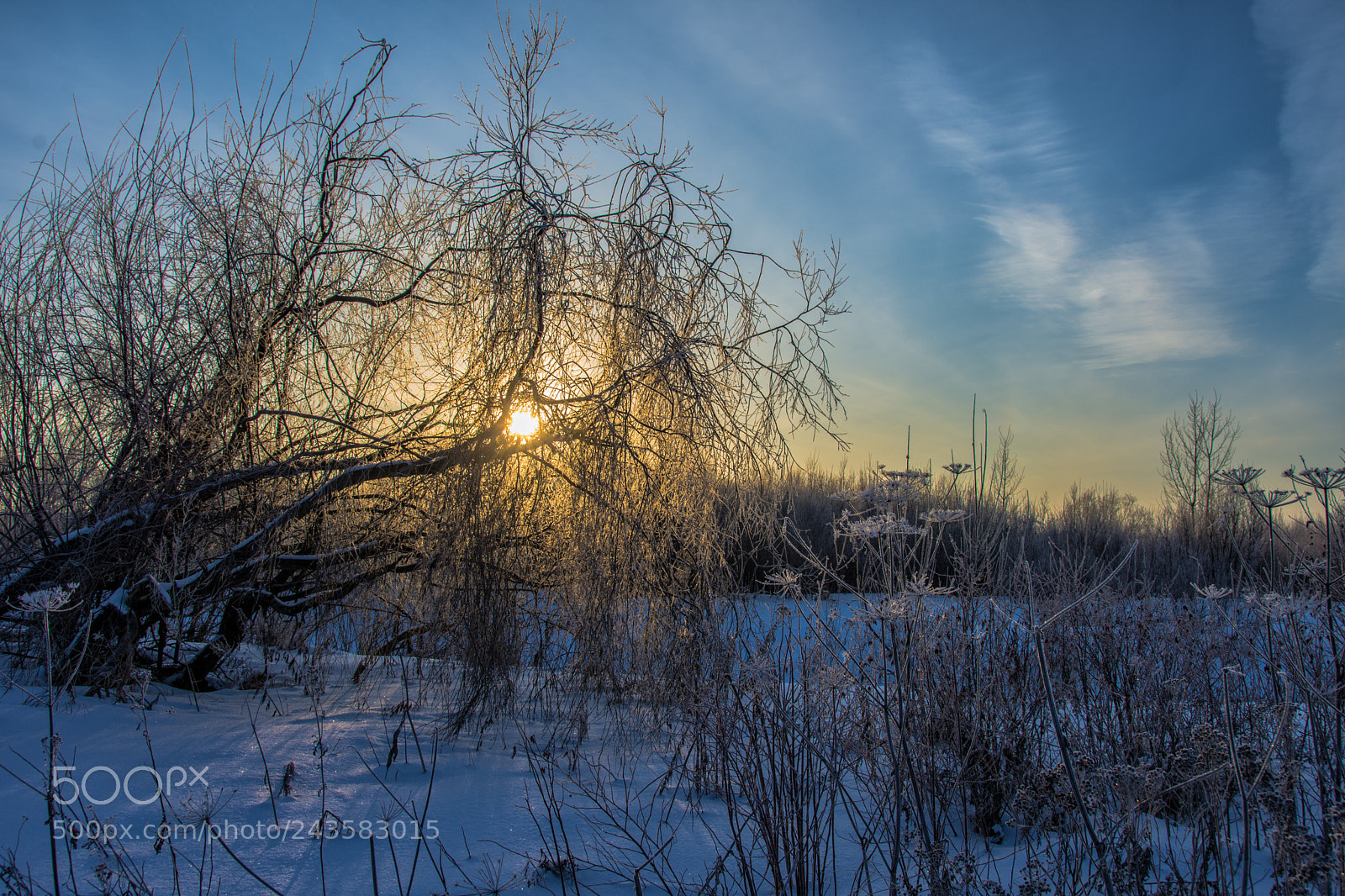 Nikon D7200 sample photo. Light through the branches photography