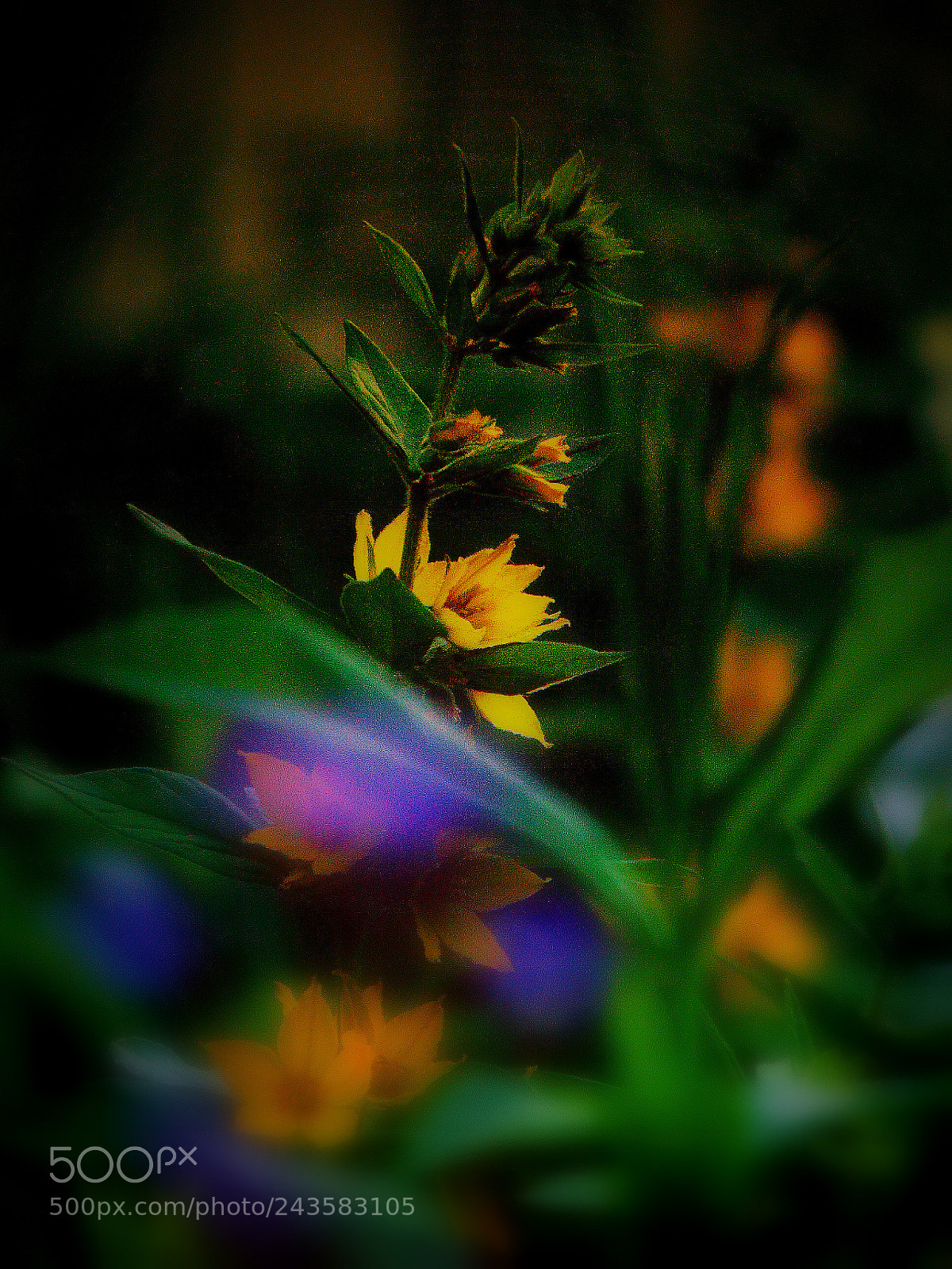 Sony Cyber-shot DSC-H300 sample photo. Untitled photography