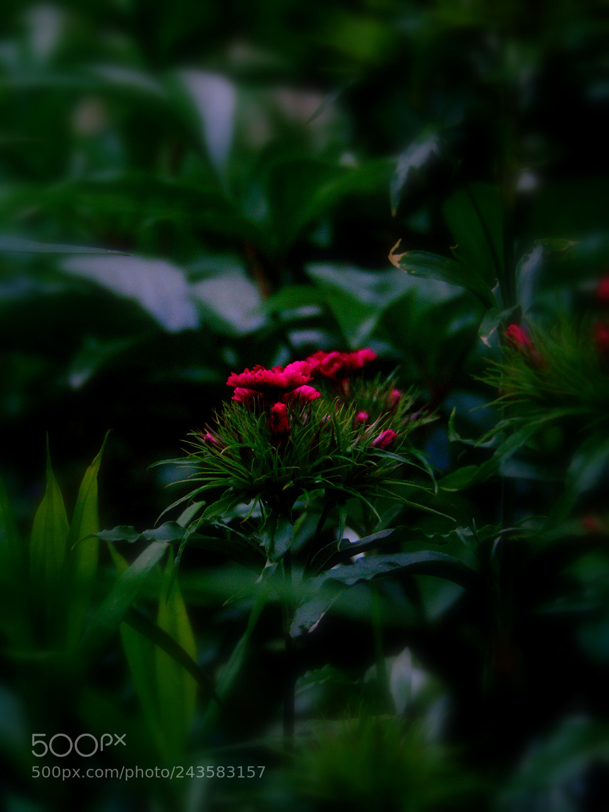 Sony Cyber-shot DSC-H300 sample photo. Untitled photography