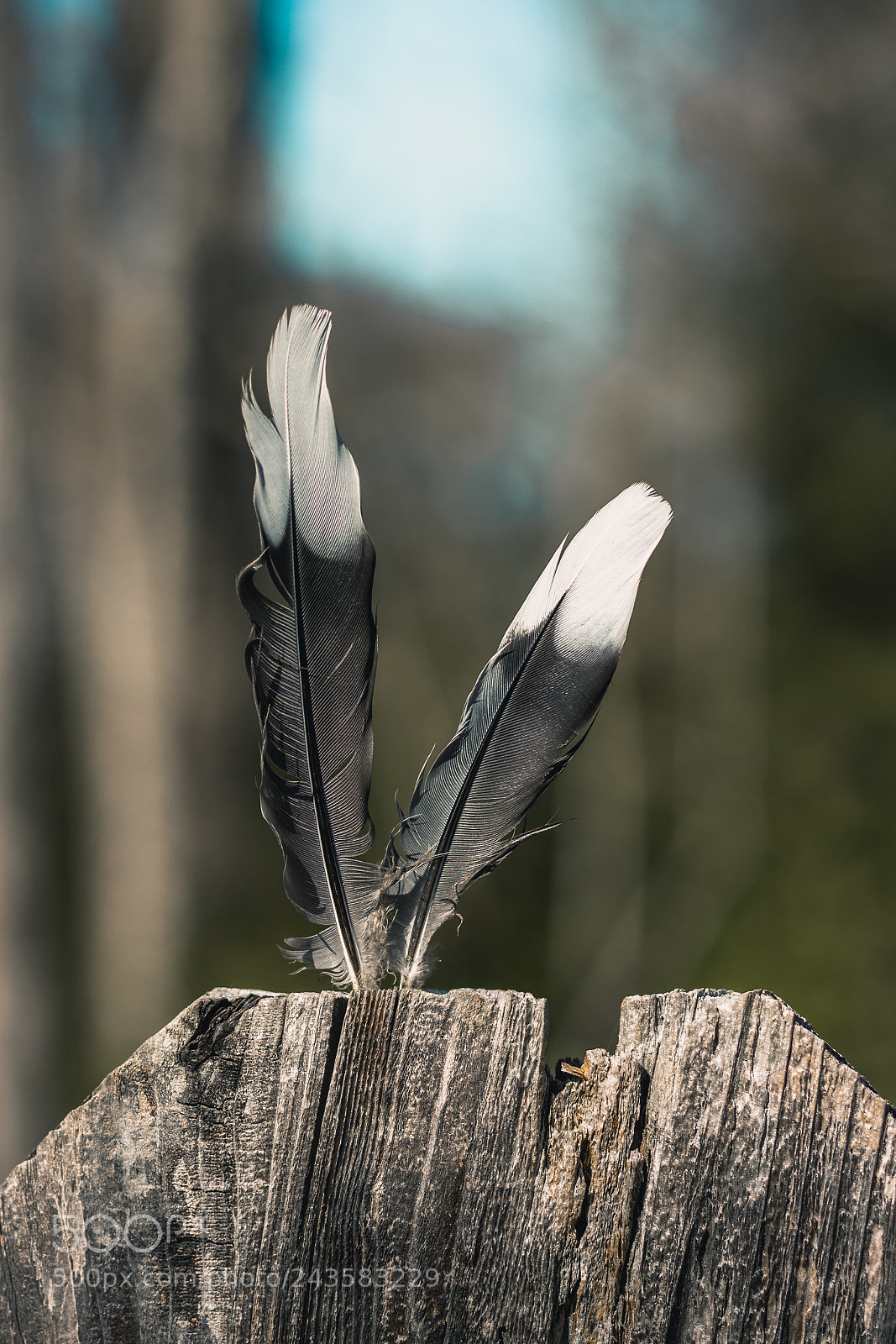 Canon EOS 1200D (EOS Rebel T5 / EOS Kiss X70 / EOS Hi) sample photo. Feathers photography