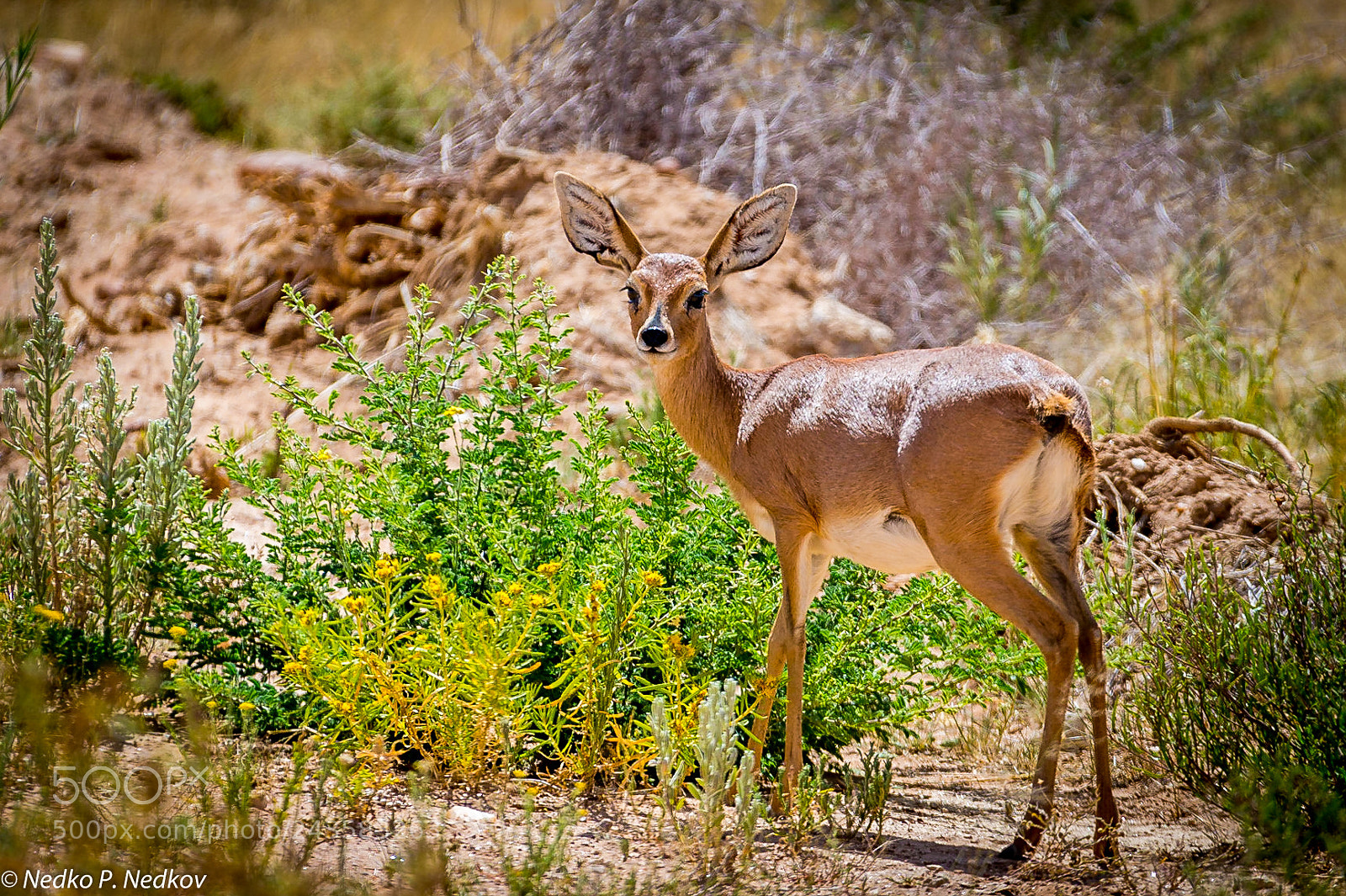 Nikon D4S sample photo. Steenbok photography