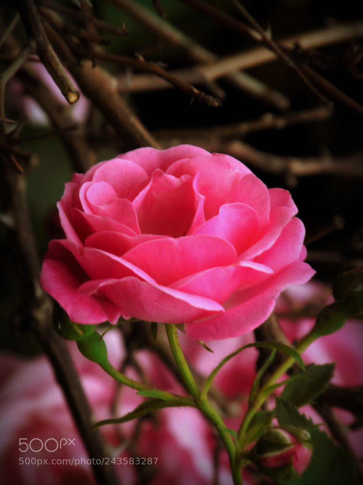 Sony Cyber-shot DSC-H300 sample photo. Untitled photography