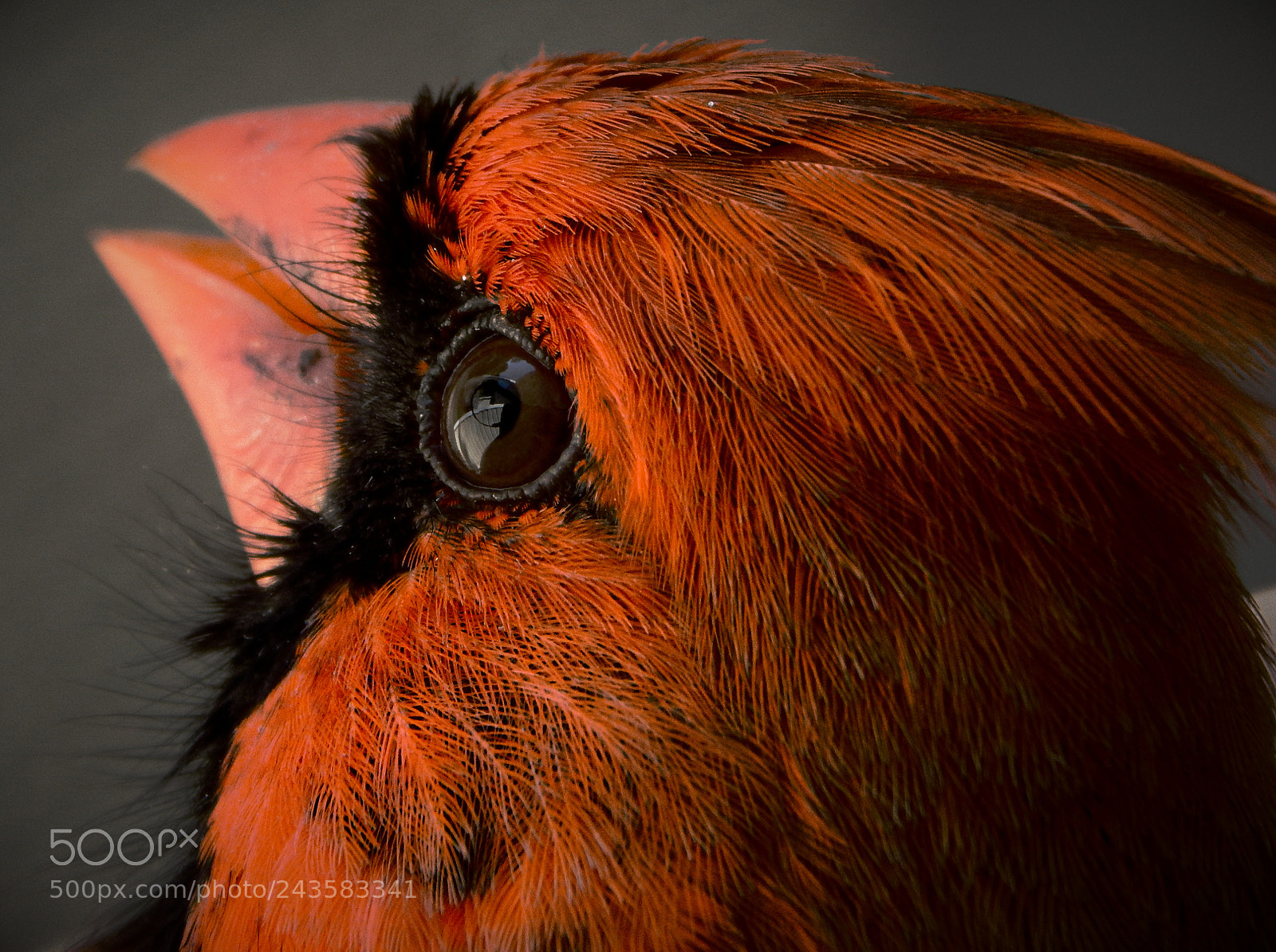 Nikon Coolpix L830 sample photo. Northern cardinal.jpg photography