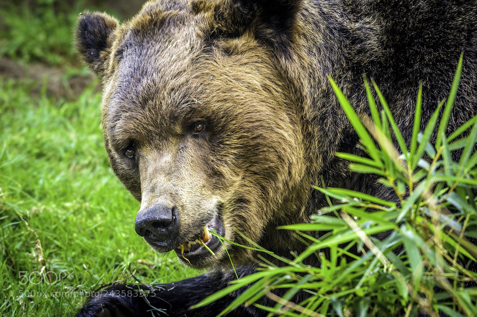 Nikon D3100 sample photo. Zoo photography