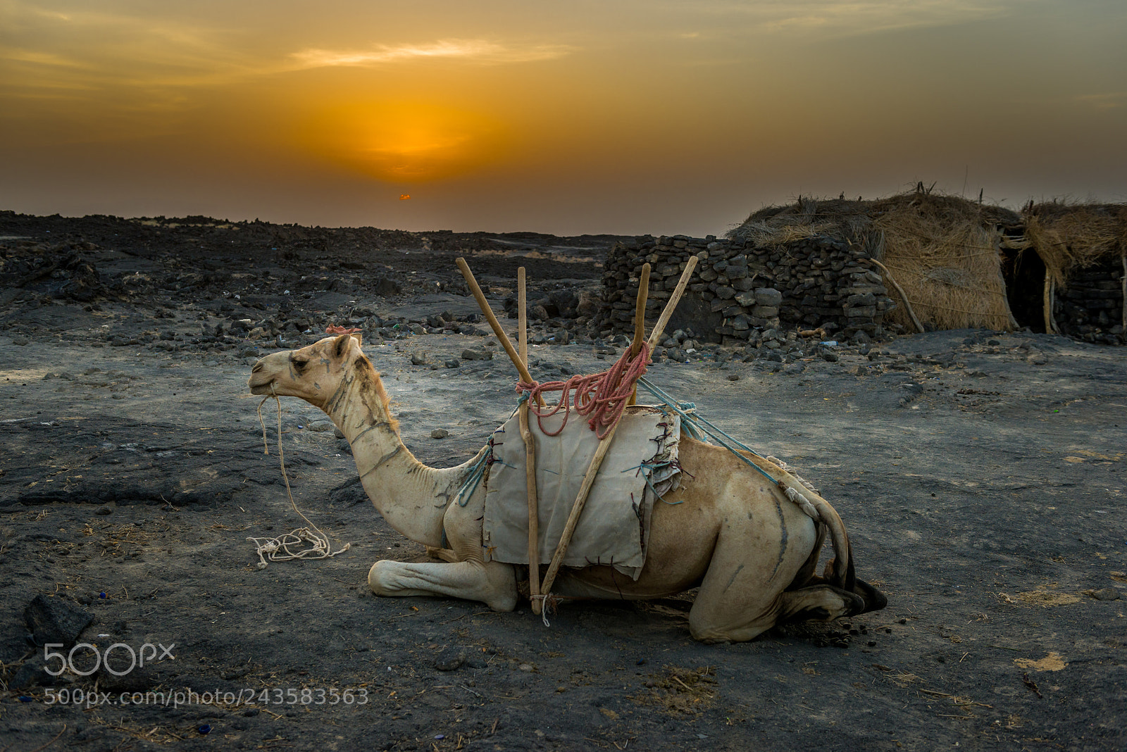 Nikon D810 sample photo. Camel at rest photography