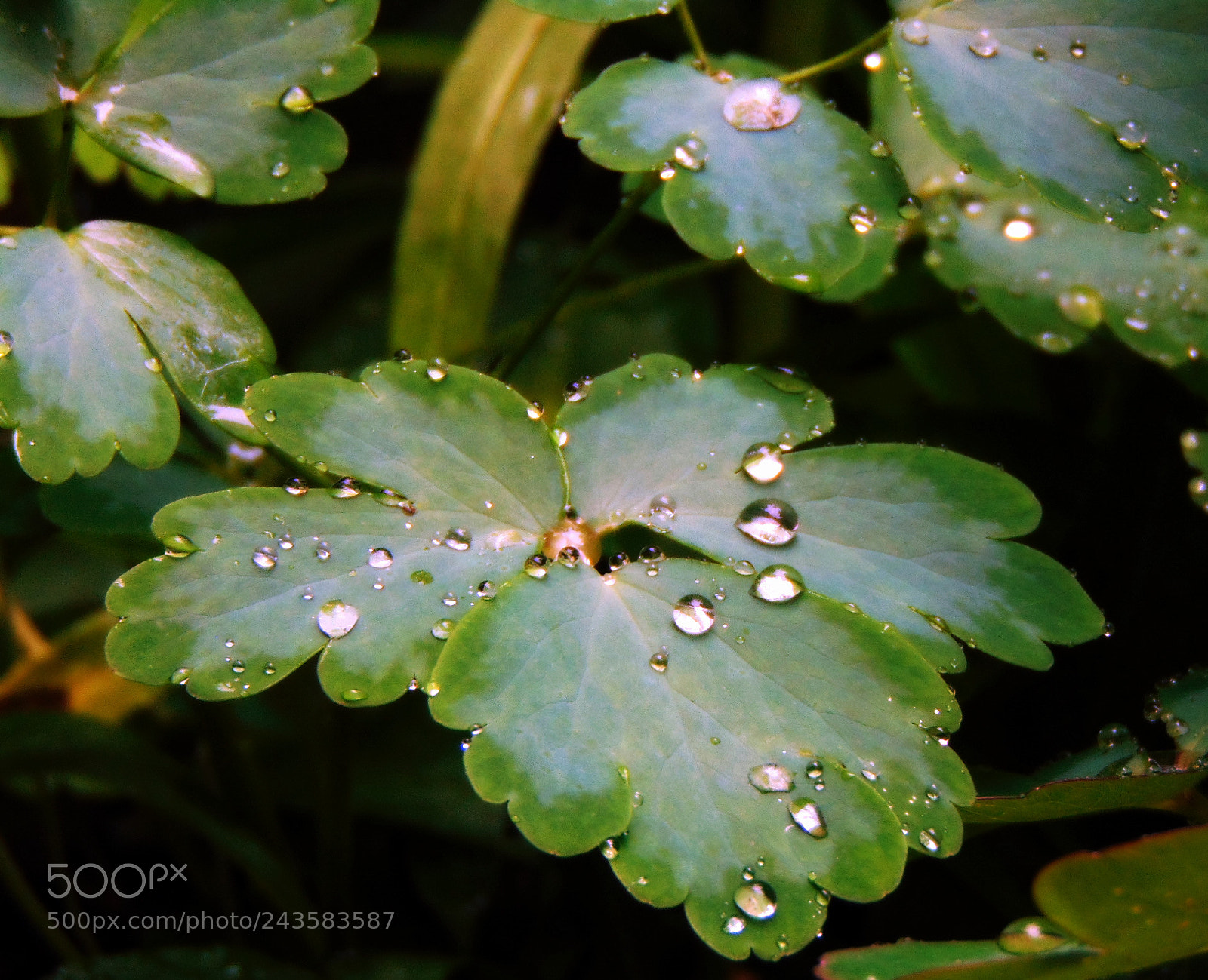 Sony Cyber-shot DSC-H300 sample photo. Untitled photography