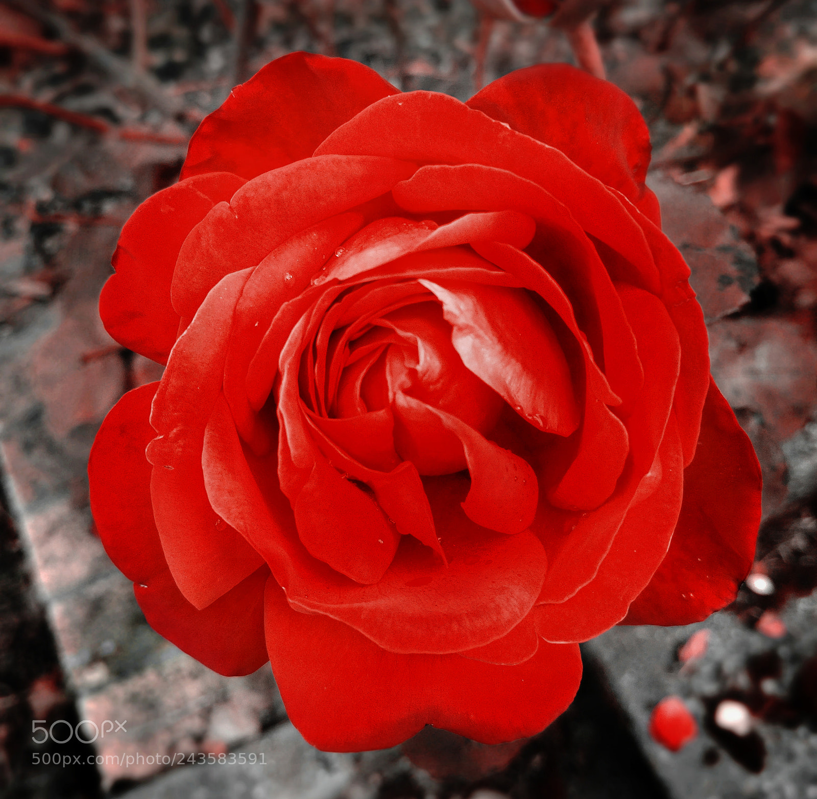 LG G4 sample photo. Blood rose photography