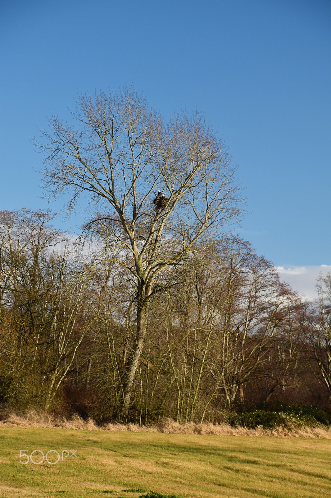 Nikon D5500 sample photo. Bald eagles nest photography
