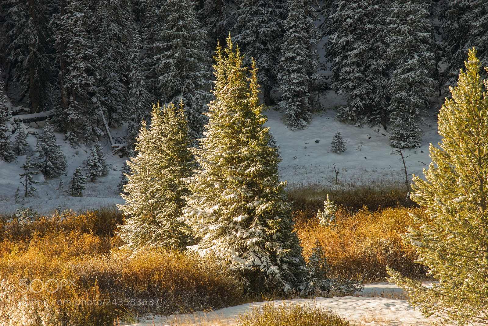 Nikon D200 sample photo. Sunrise on first snowfall photography
