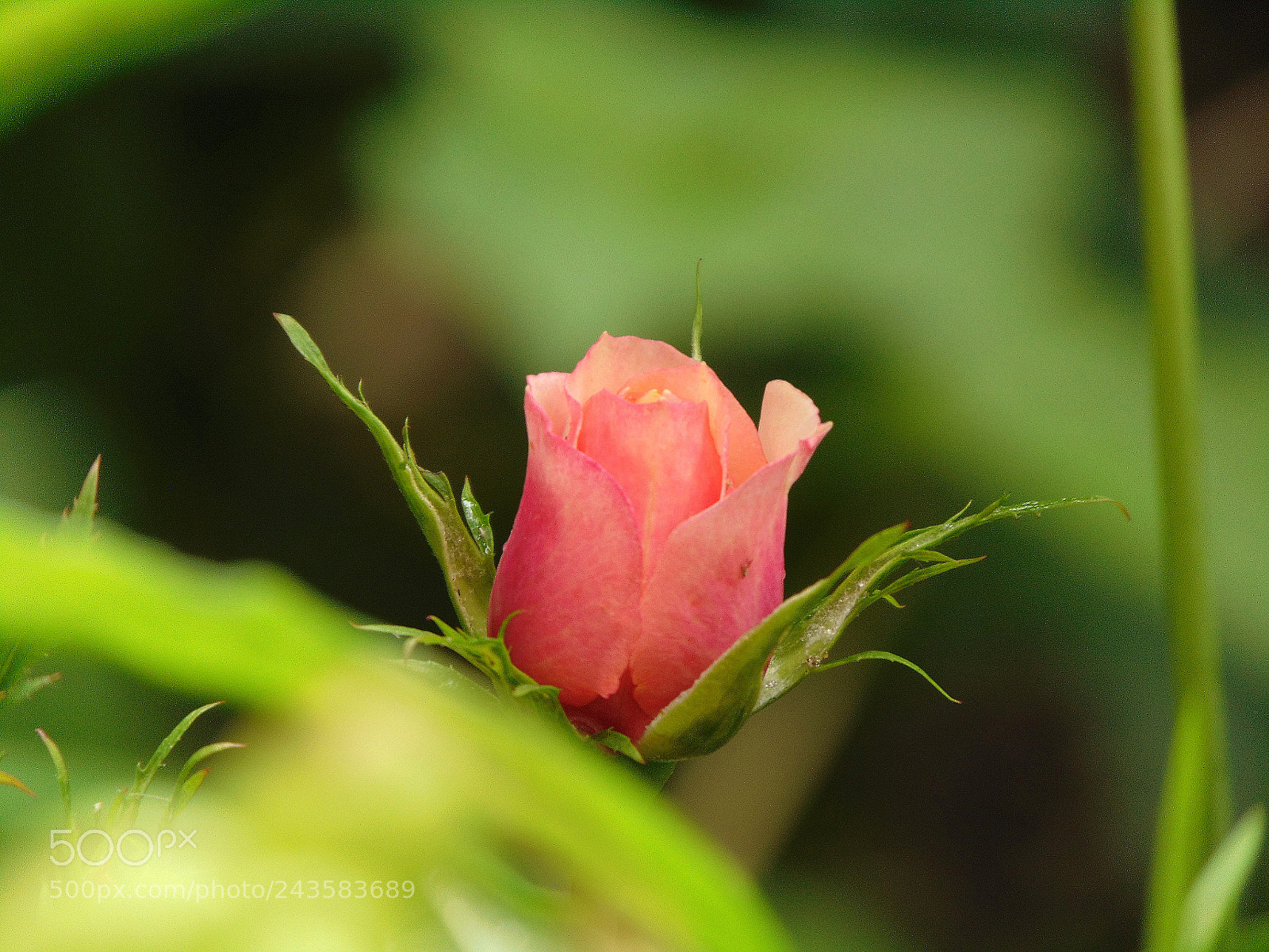 Sony Cyber-shot DSC-H300 sample photo. Untitled photography