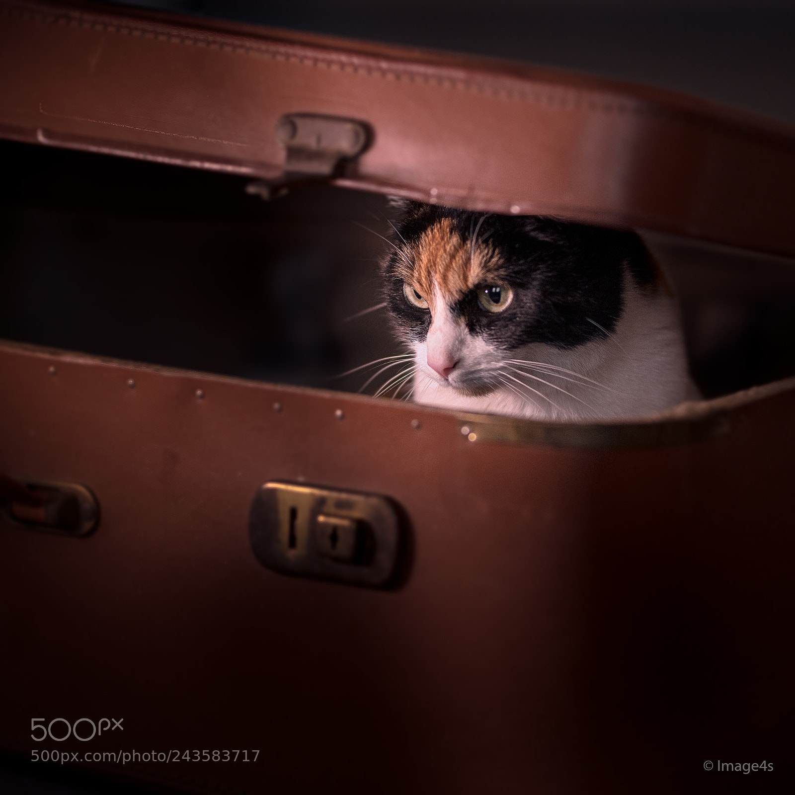 Nikon D850 sample photo. Travel without me ? :) photography
