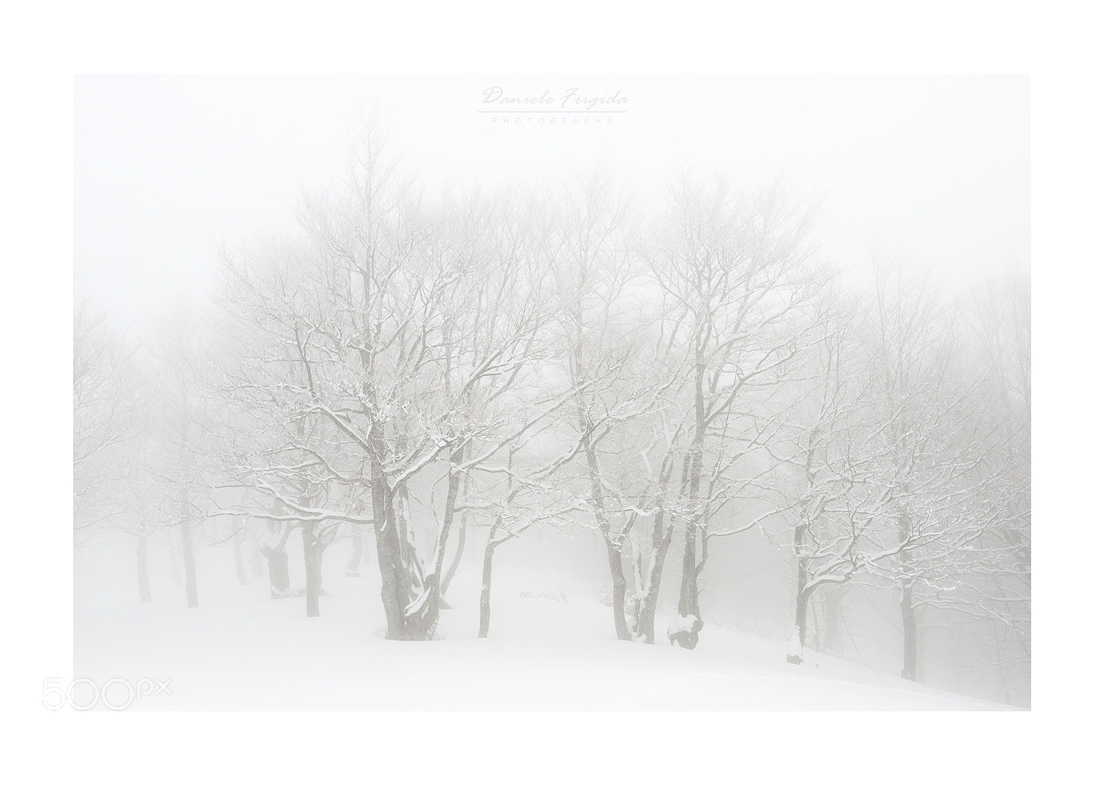 Nikon D610 sample photo. Faggi nella nebbia photography