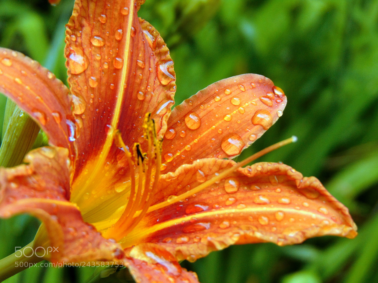 Sony Cyber-shot DSC-H300 sample photo. Untitled photography