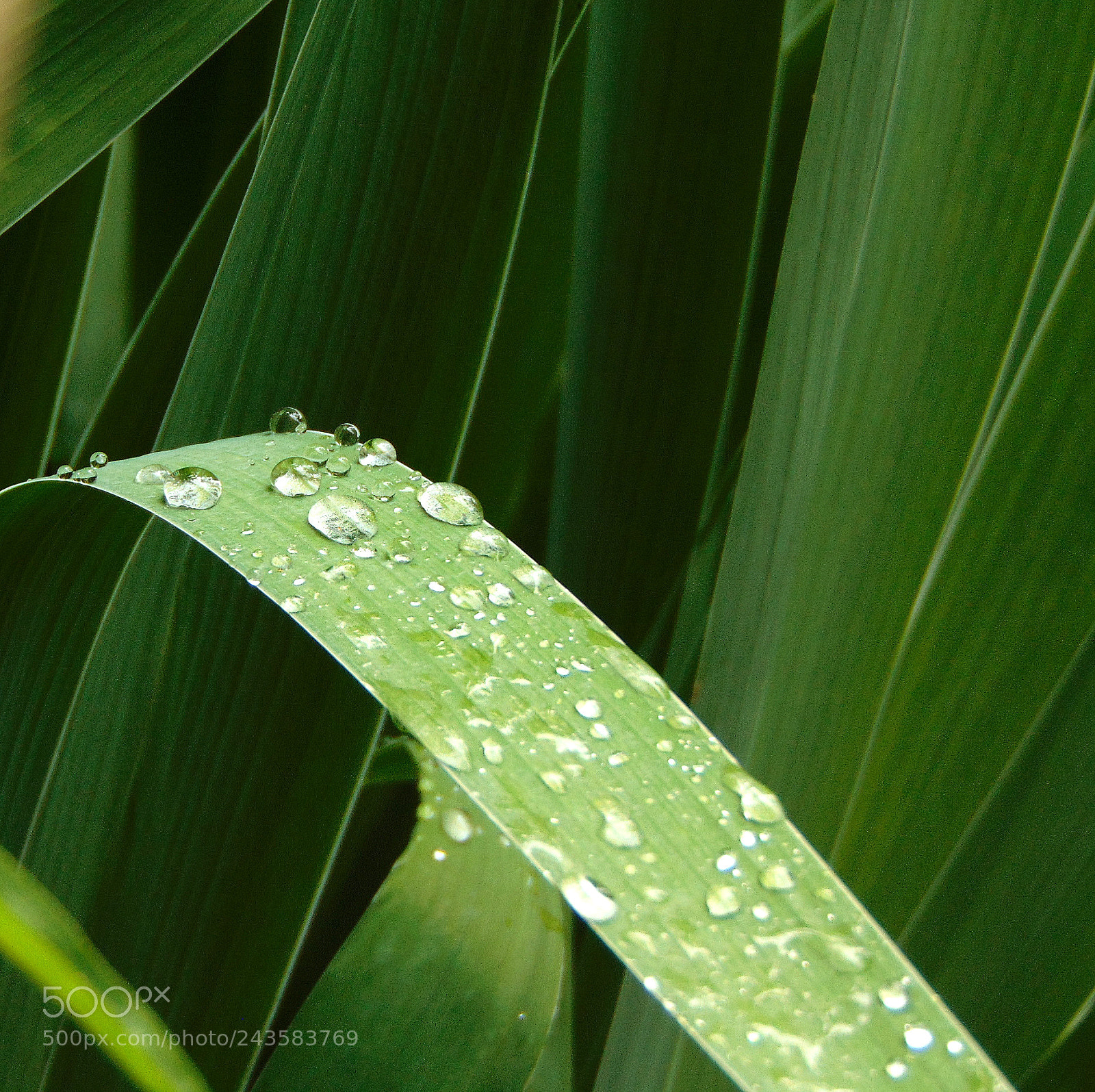 Sony Cyber-shot DSC-H300 sample photo. Untitled photography