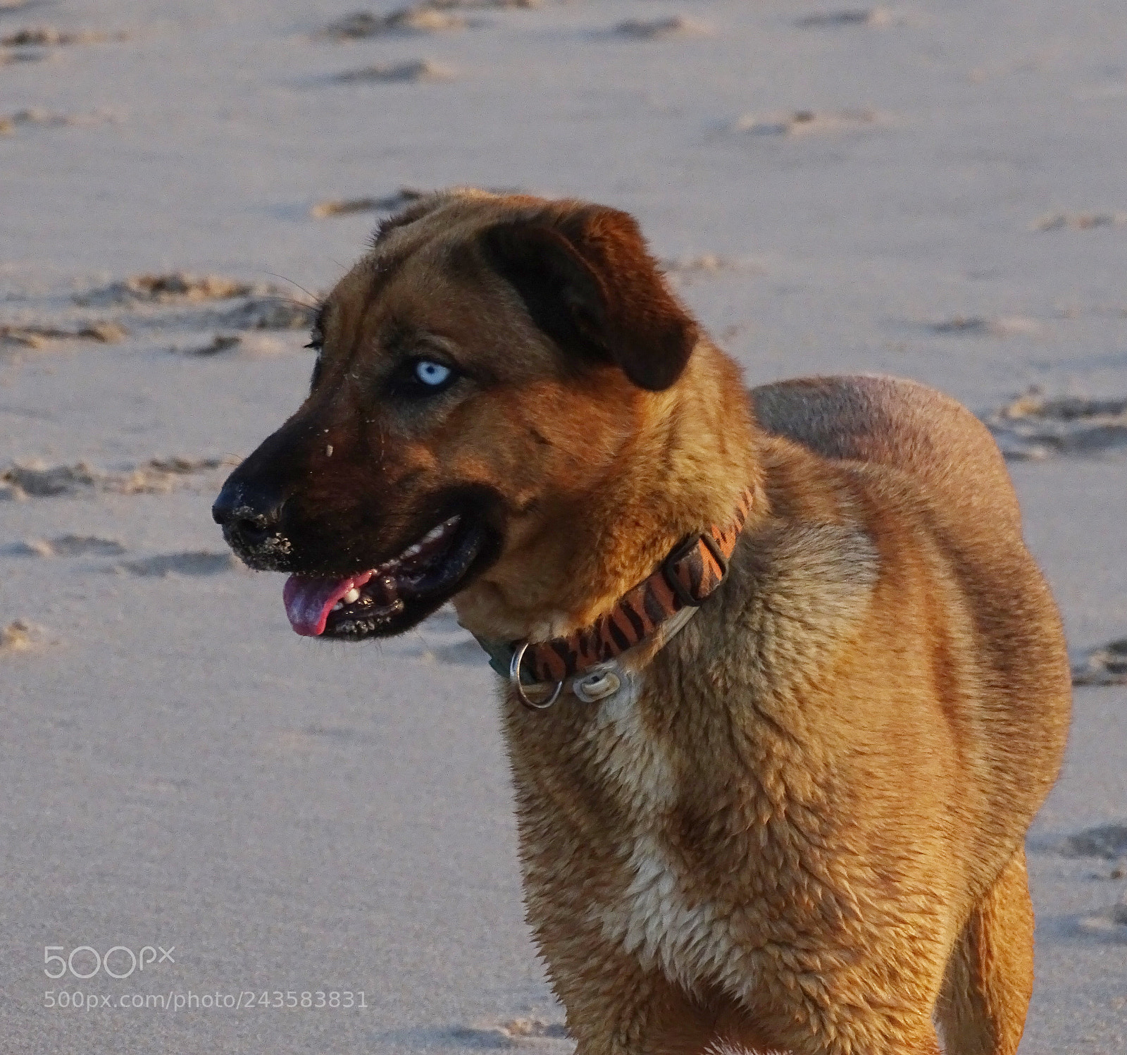 Sony Cyber-shot DSC-HX400V sample photo. Wow photography