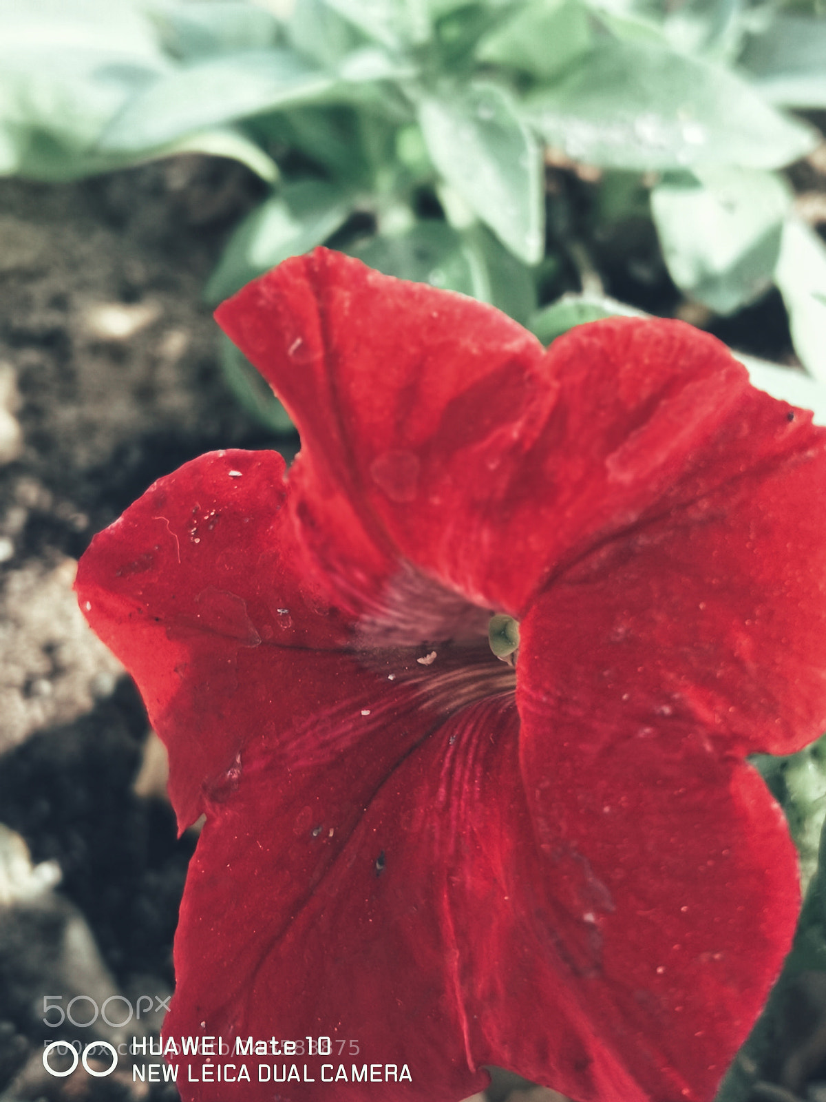HUAWEI Mate 10 sample photo. Red photography