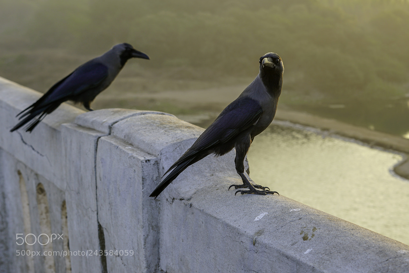 Sony a7R II sample photo. The crow photography